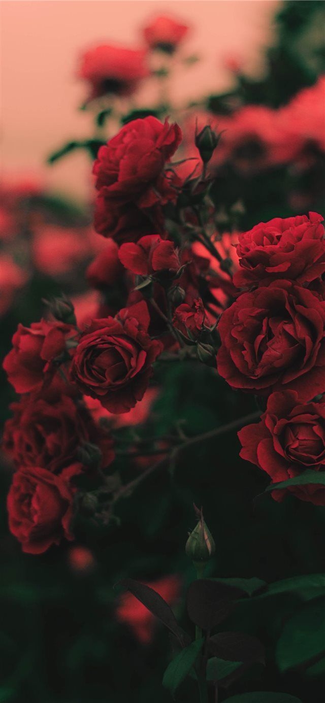 640x1390 iPhone 11 Wallpaper Red rose 4K HD Download Free. HD Wallpaper &. Red wallpaper, Rose wallpaper, Flower iphone wallpaper, Phone