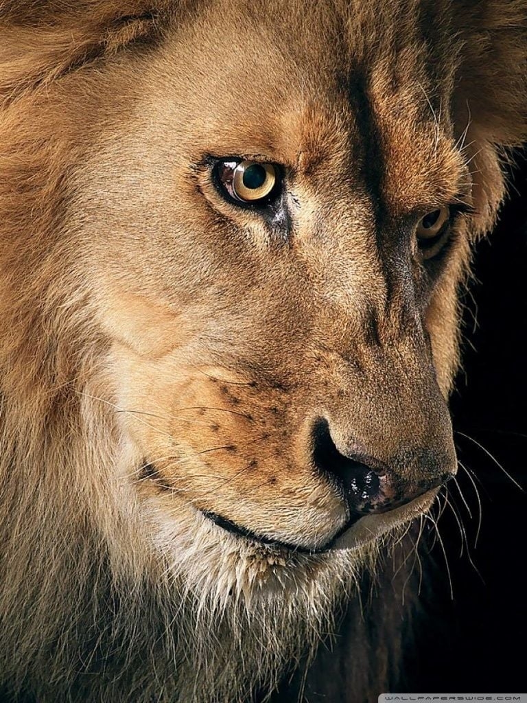 770x1030 Ultra HD Lion 4k, Phone