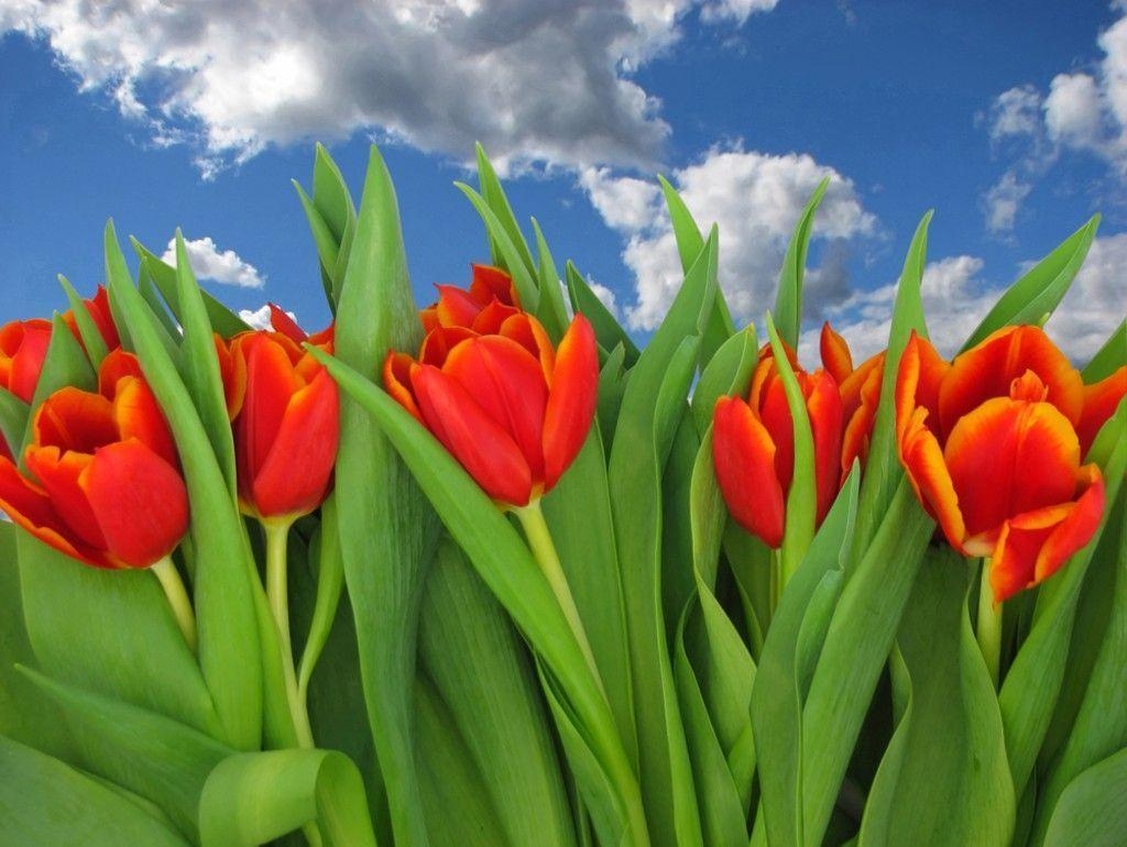 1030x770 Red Tulip Background Wallpaper, Desktop