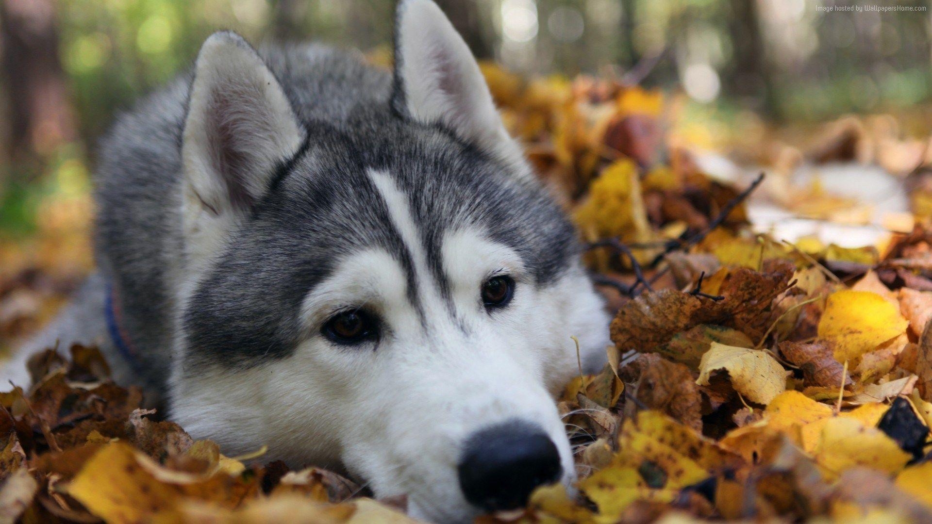 1920x1080 husky wallpaper animals. ololoshka. Husky, Animals, Desktop