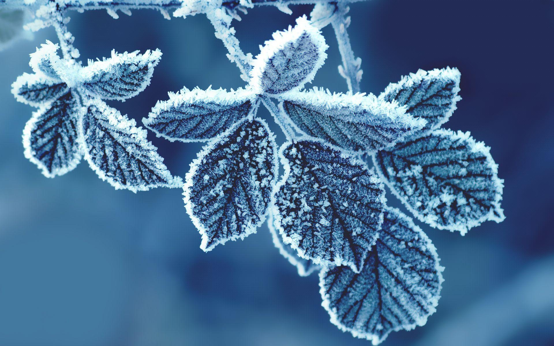 1920x1200 Others Cold Leaves wallpaper (Desktop, Phone, Tablet), Desktop