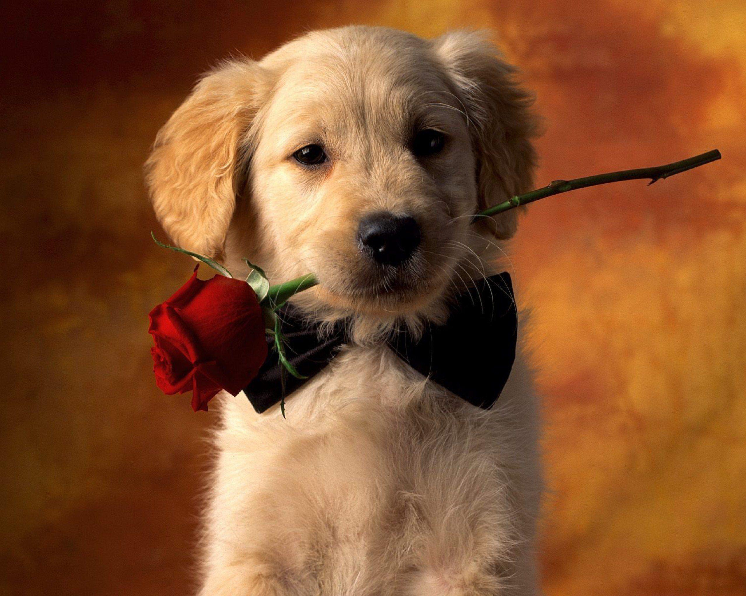 2560x2050 Valentine Dog Wallpaper Free Valentine Dog, Desktop