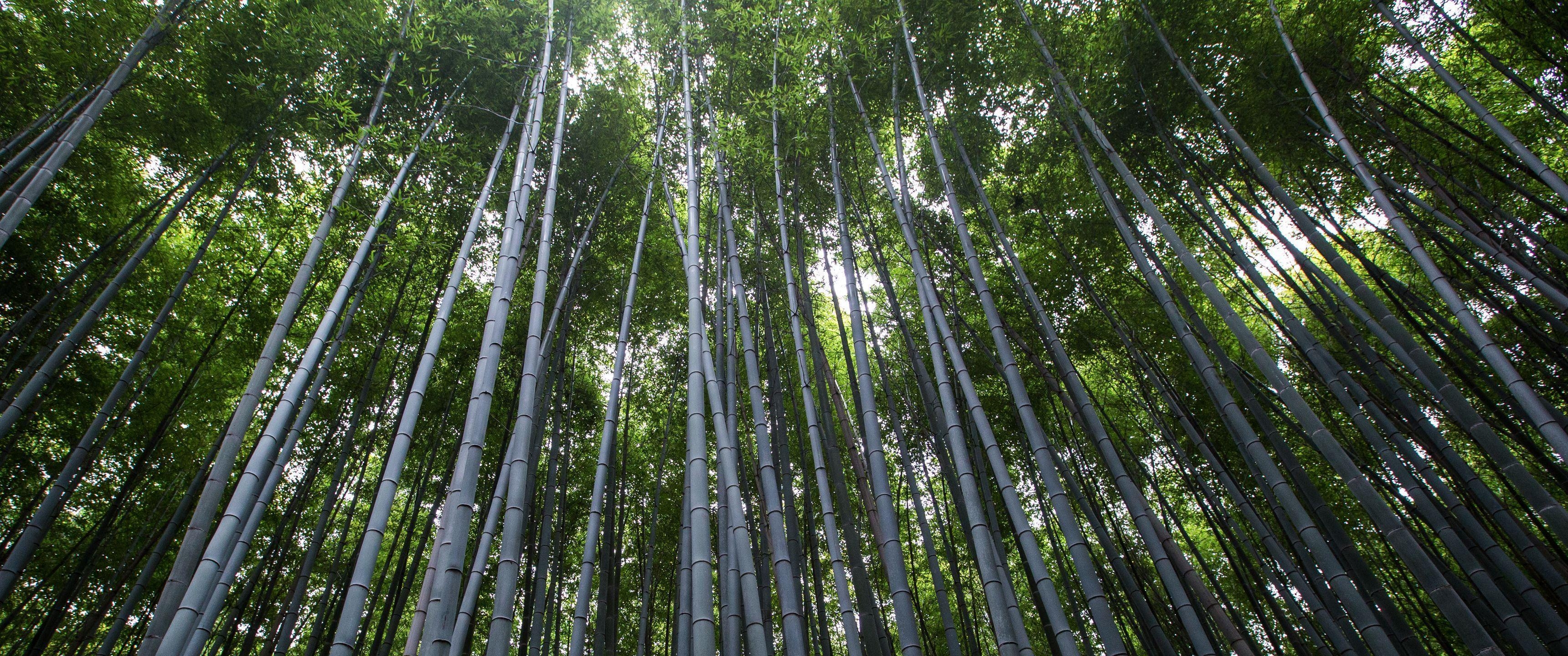 3440x1440 Forest of Bamboo 21:9 Wallpaper. Ultrawide Monitor 21:9 Wallpaper, Dual Screen