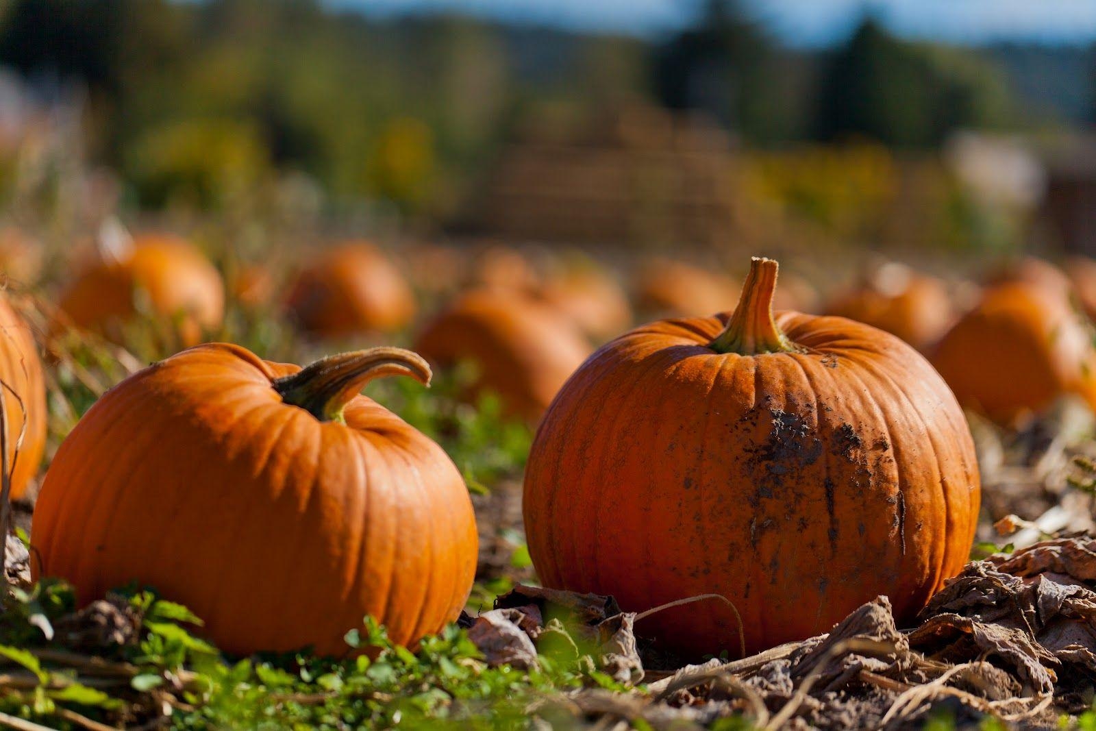 1600x1070 Fall Pumpkin Wallpaper, Desktop