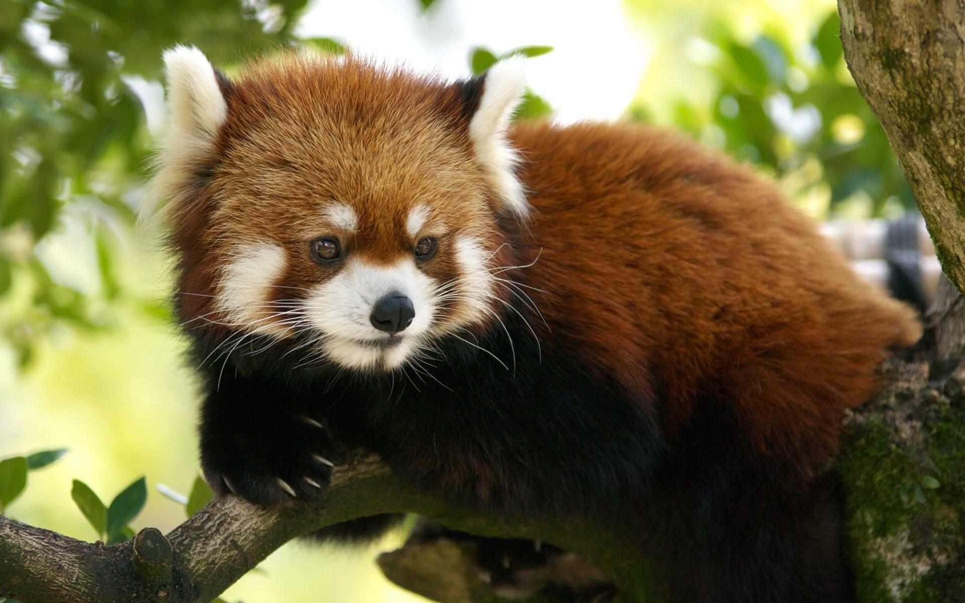 1920x1200 Download Free Modern Red Panda The Wallpaper 2000x1125. HD, Desktop