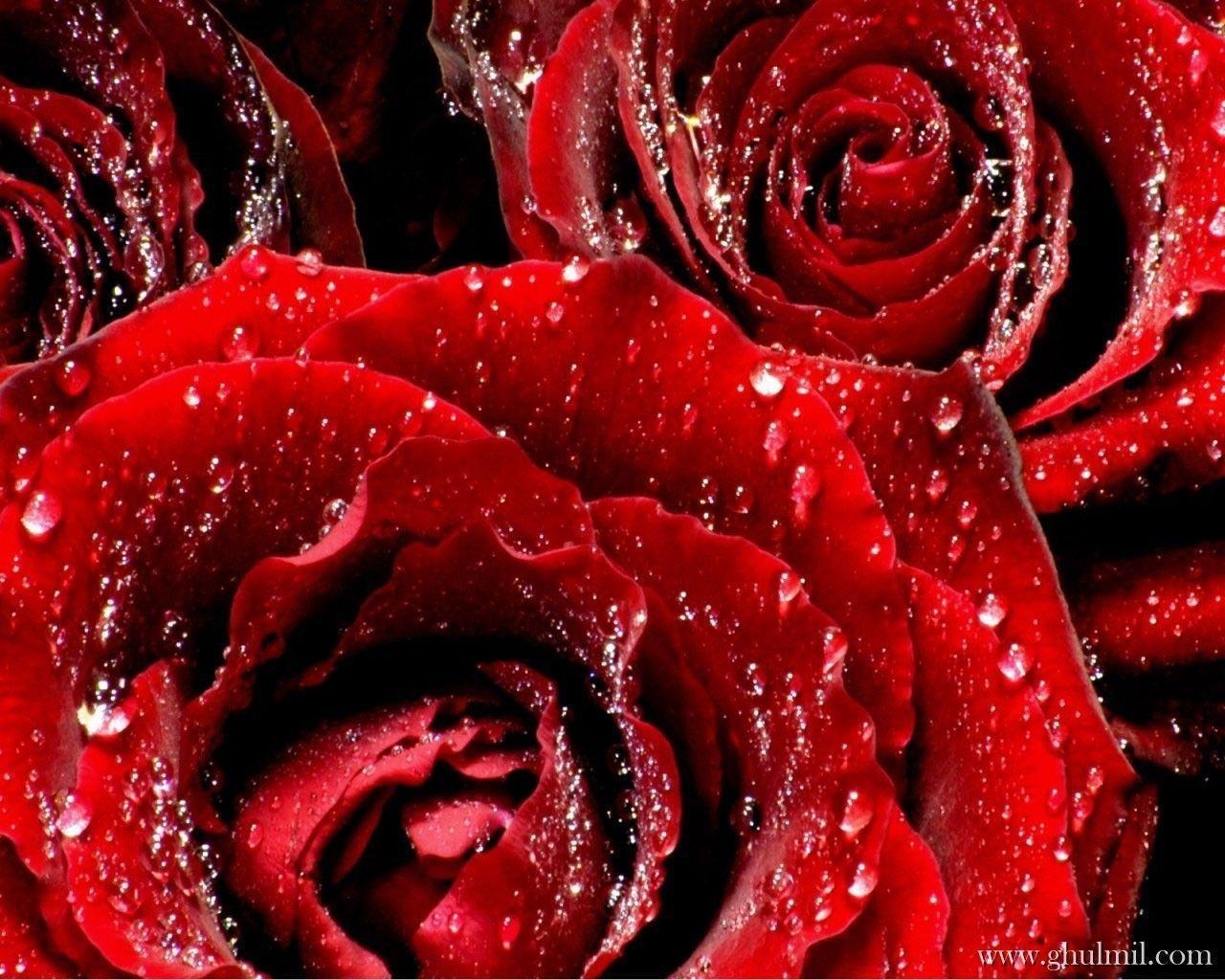 1280x1030 Red Rose Love Wallpaper, Desktop