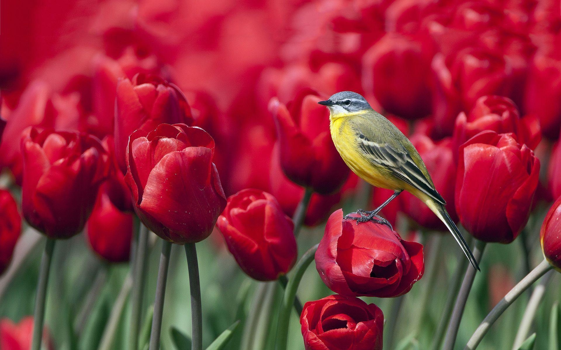 1920x1200 Red Tulips Wallpaper, Desktop