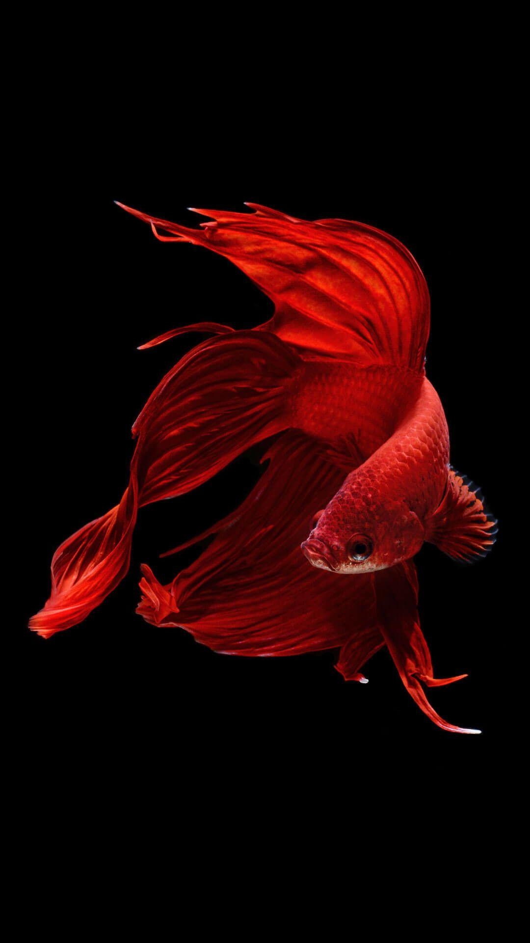 1080x1920 Red Fish Wallpaper, Phone