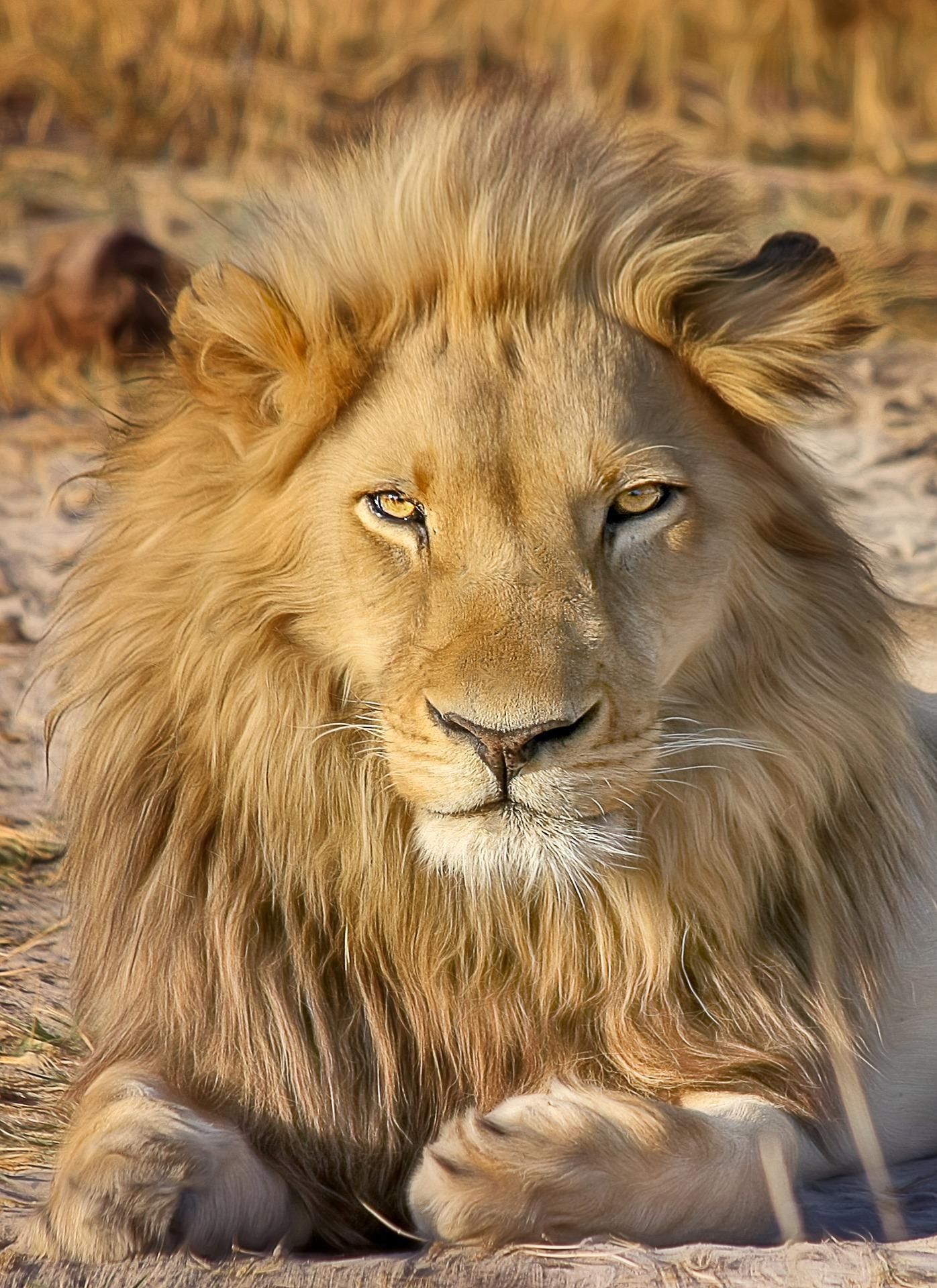 1400x1920 Attitude Like A Lion HD Wallpaper, Phone