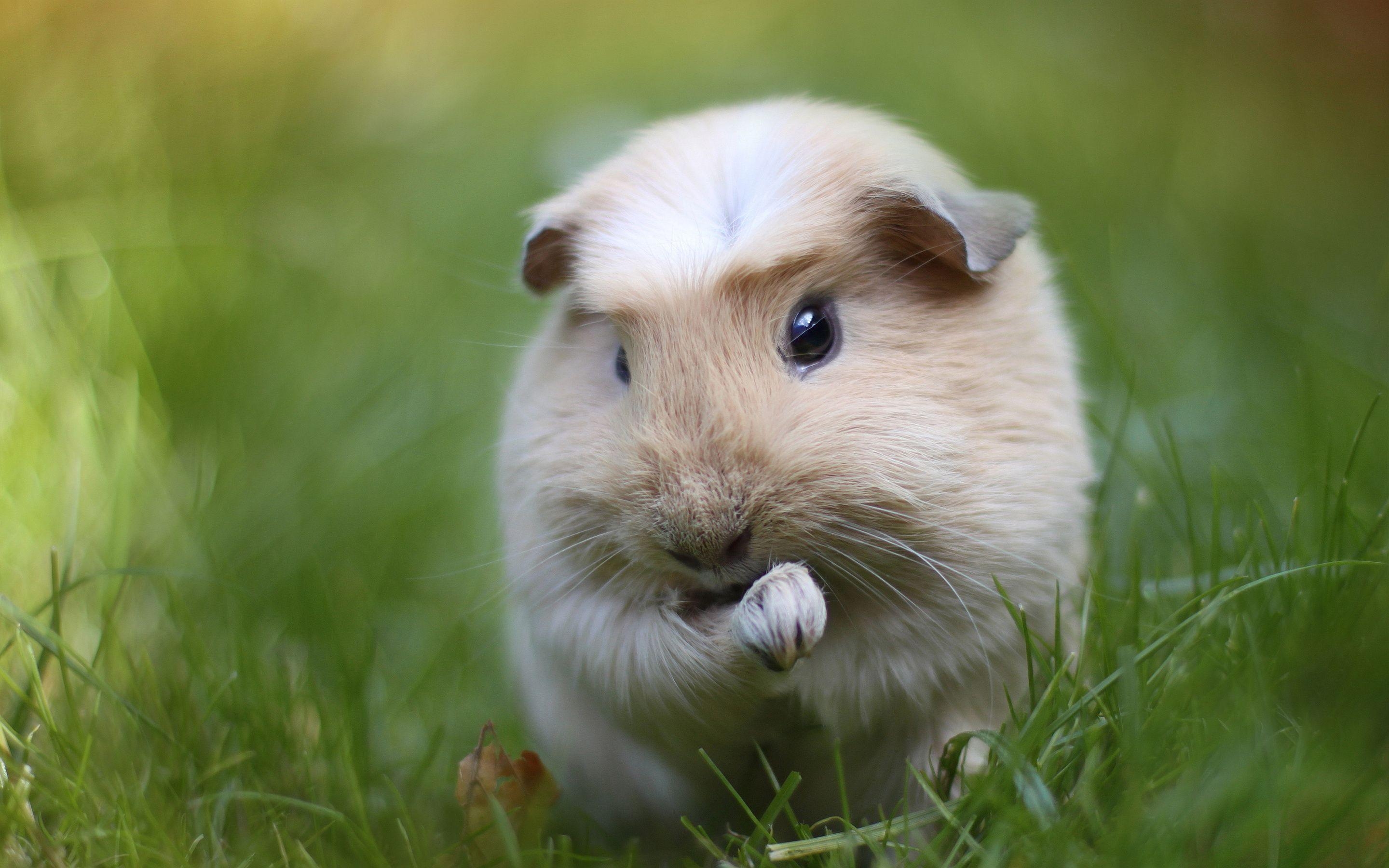 2880x1800 4K Guinea Pig Wallpaper High Quality, Desktop