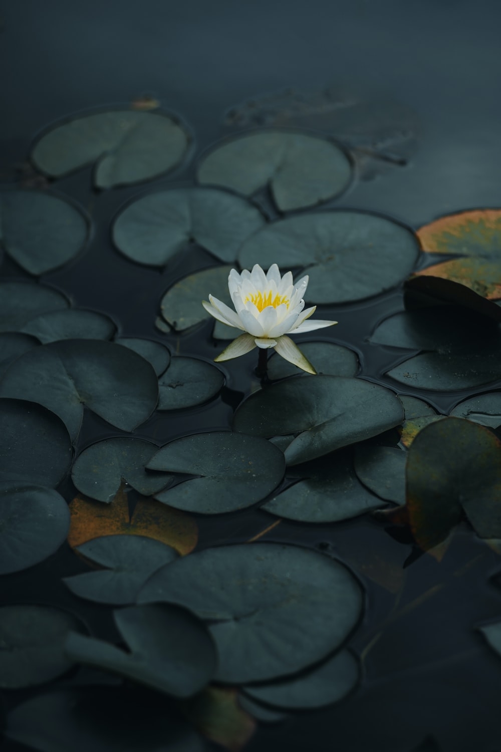 1000x1500 Lotus Picture. Download Free Image, Phone