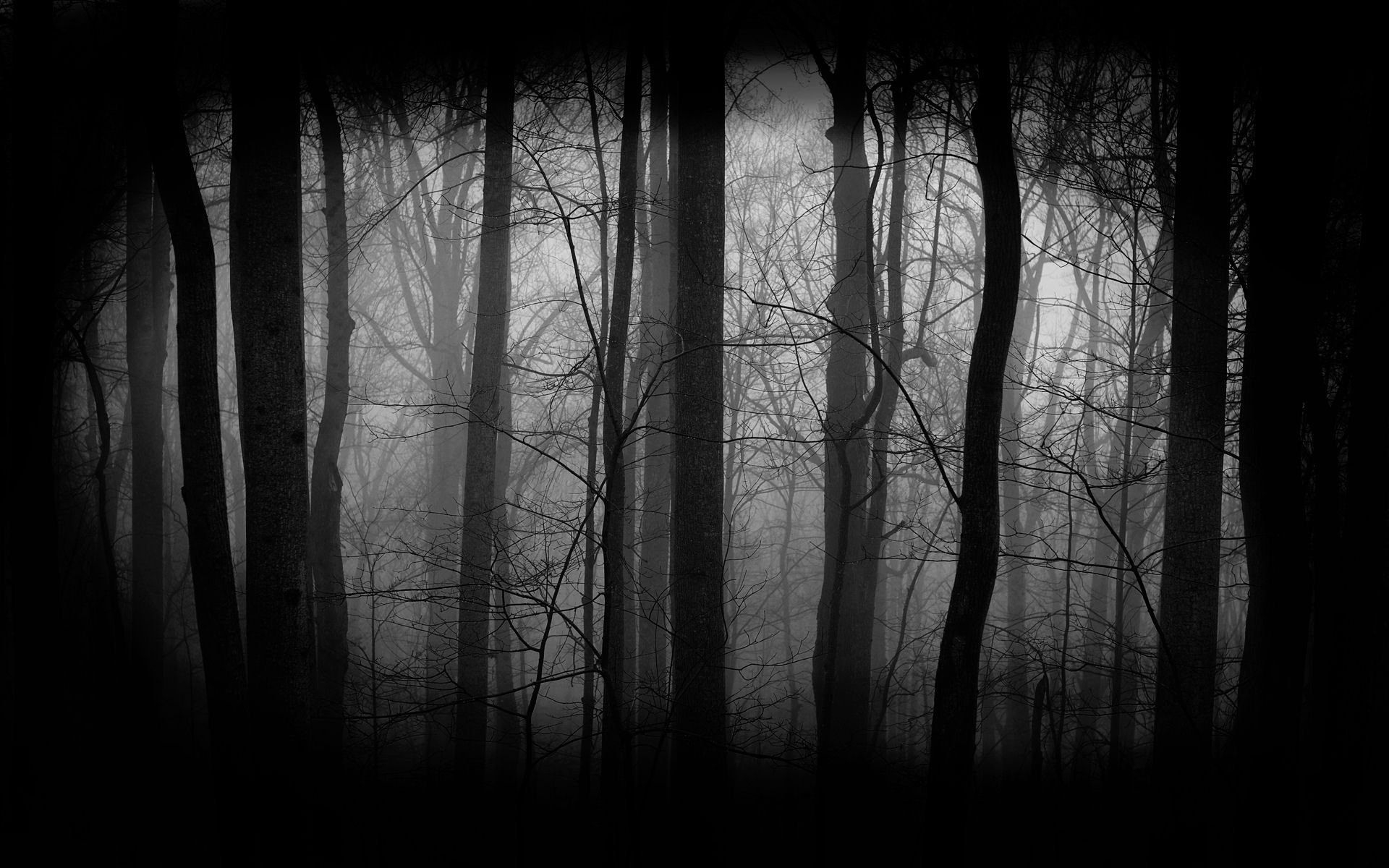 1920x1200 Adorable HDQ Background of Spooky Forest, 47 Spooky Forest 4K, Desktop