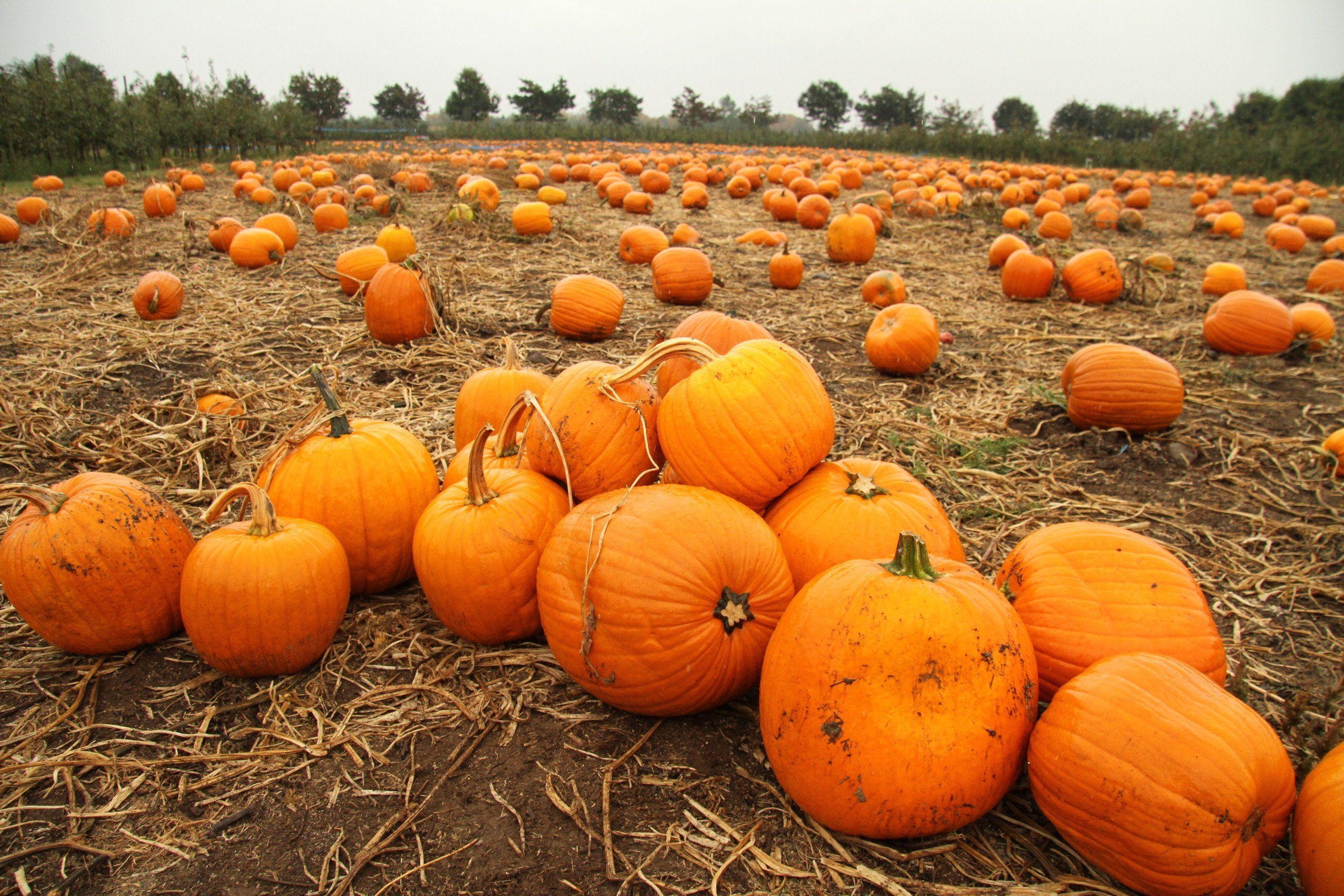 2600x1730 Pumpkin patch halloween autumn wallpaperx1728, Desktop