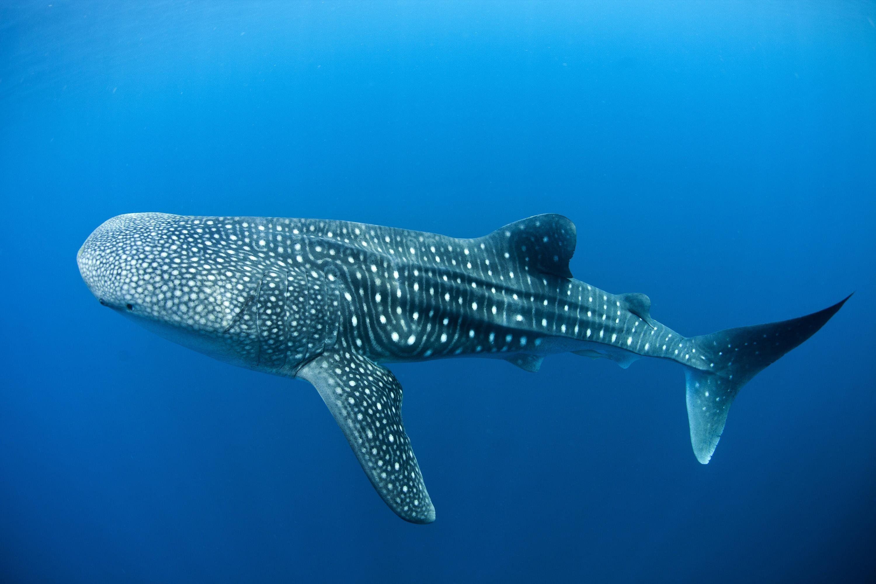 3000x2000 Whale Shark Wallpaper, Desktop