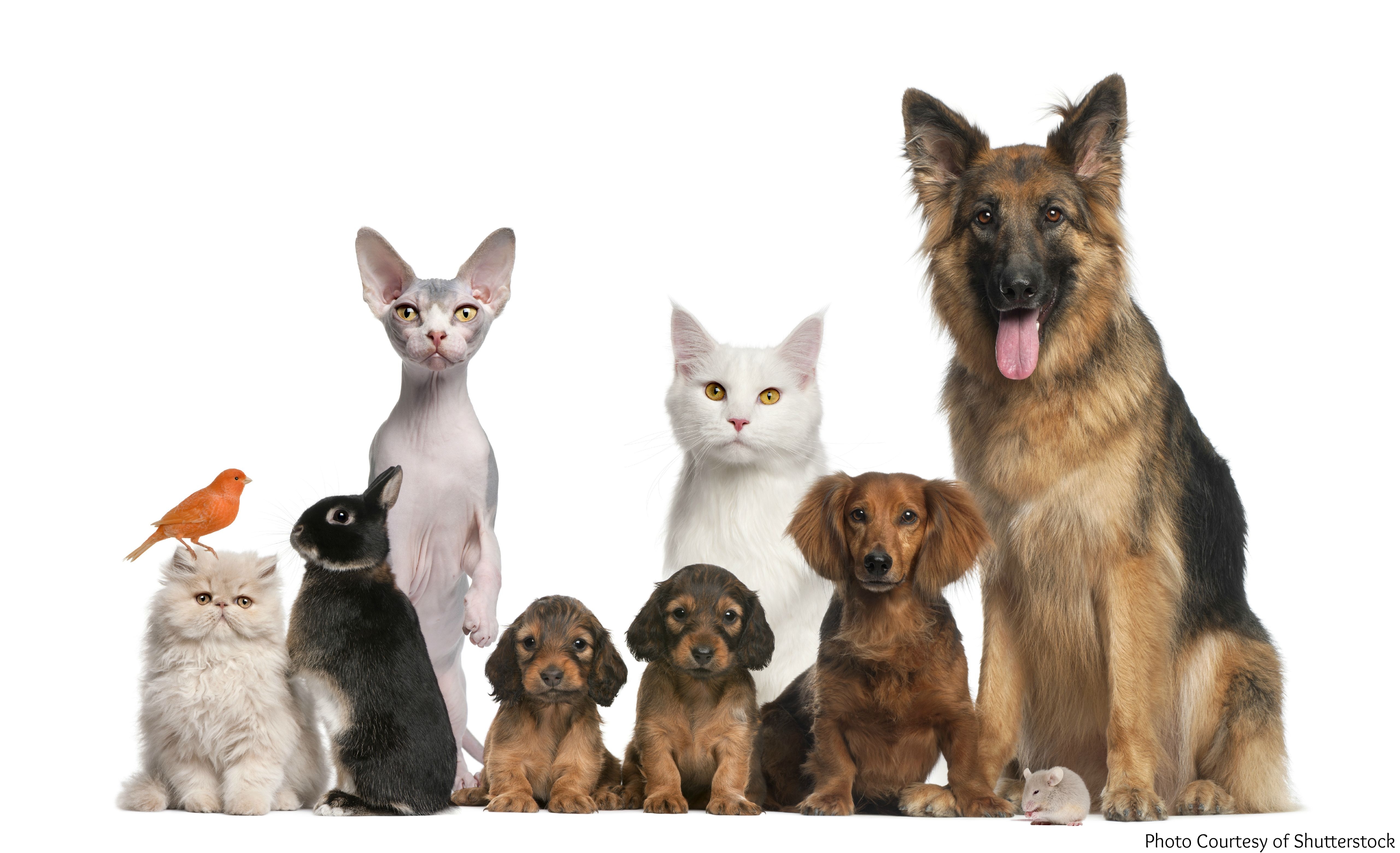 5130x3130 Best Animals Wallpaper: Pets, Animals, Desktop