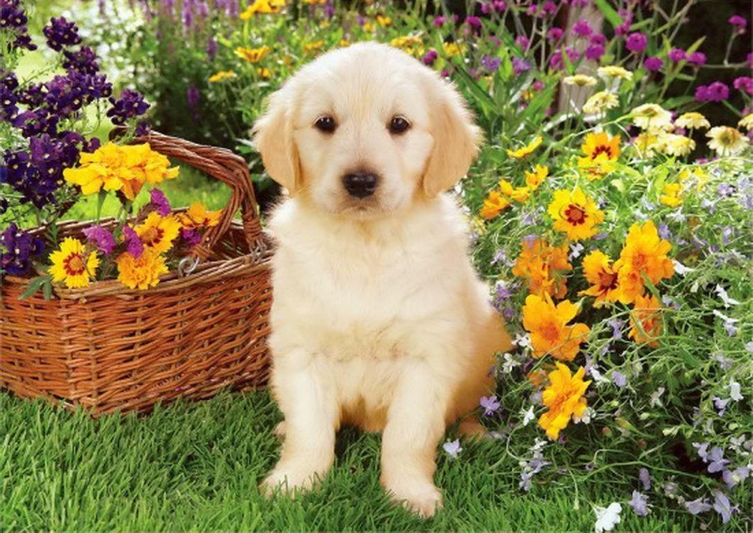 1090x770 Springtime Dog Wallpaper Free Springtime Dog Background, Desktop