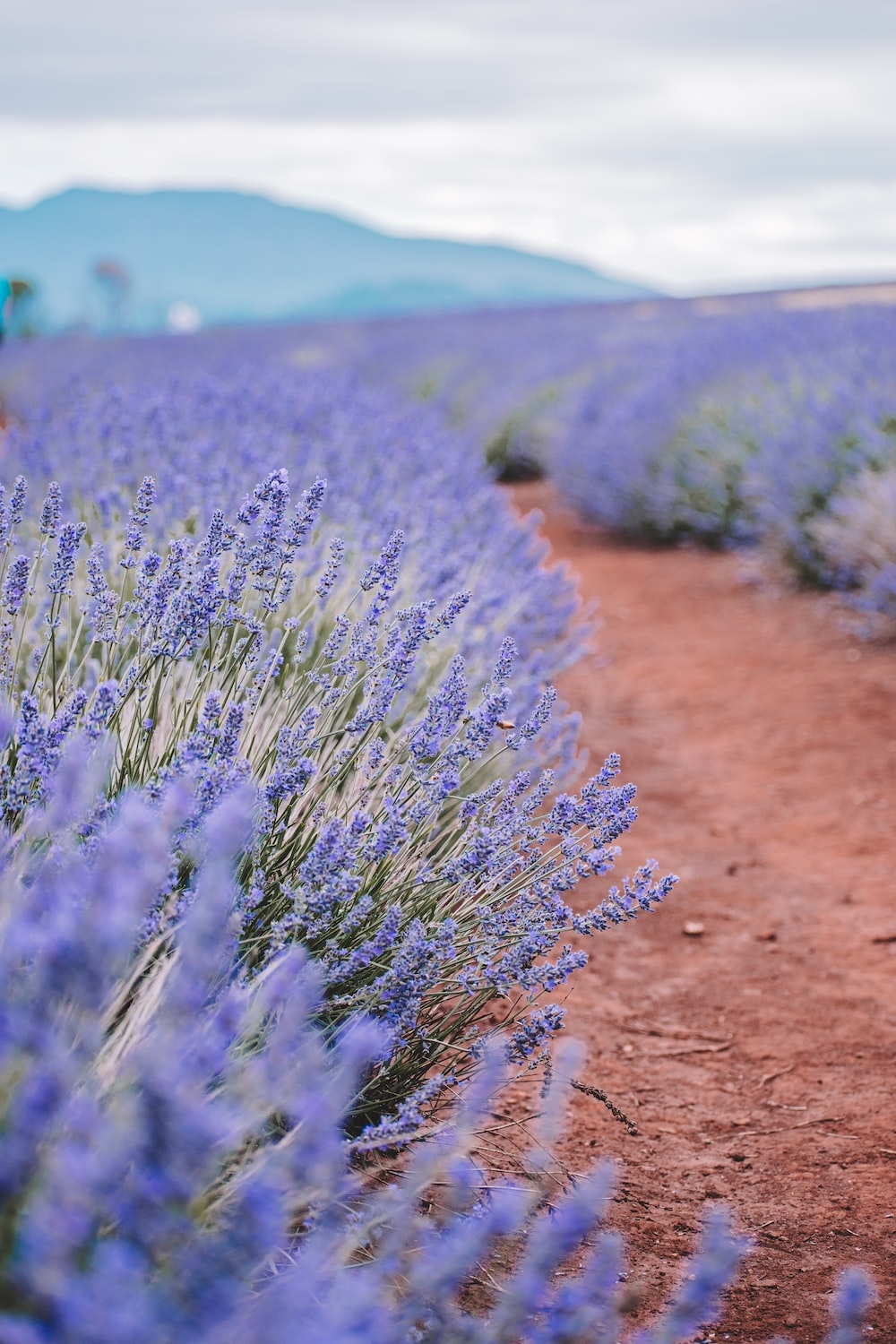 1000x1500 Lavender Farm Picture. Download Free Image, Phone