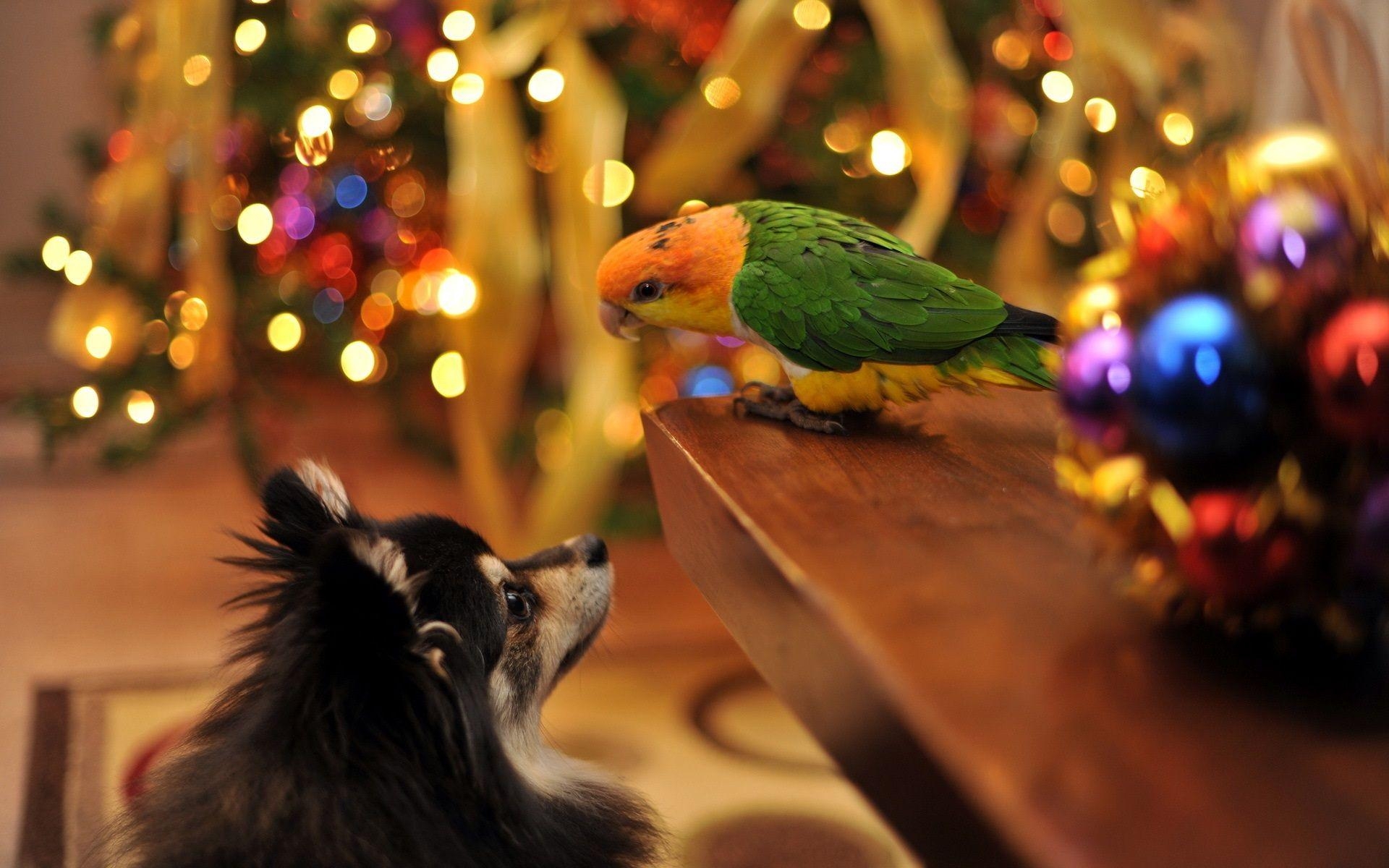 1920x1200 Christmas wallpaper The dog and parrot Christmas meet HD, Desktop