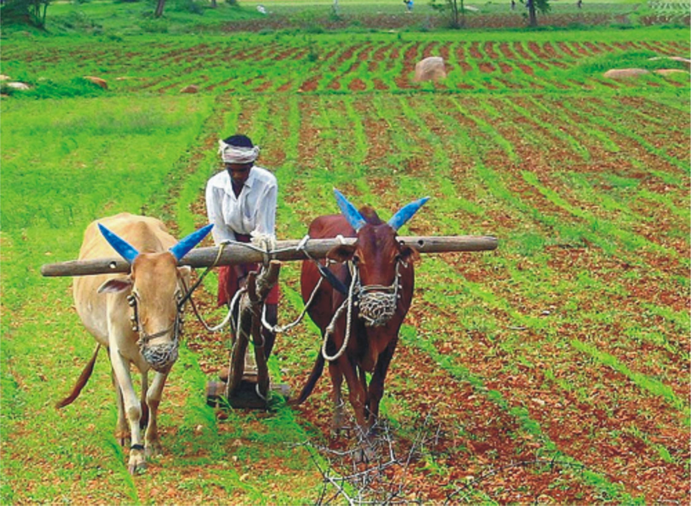 2250x1650 Indian Farmers [2250 x 1649], Desktop