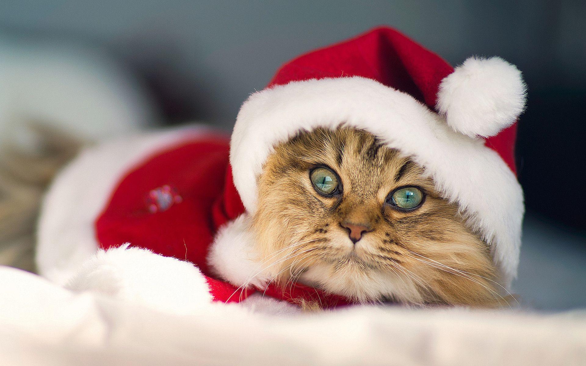 1920x1200 Cute Christmas Cats Photo Wallpaper HD, Desktop