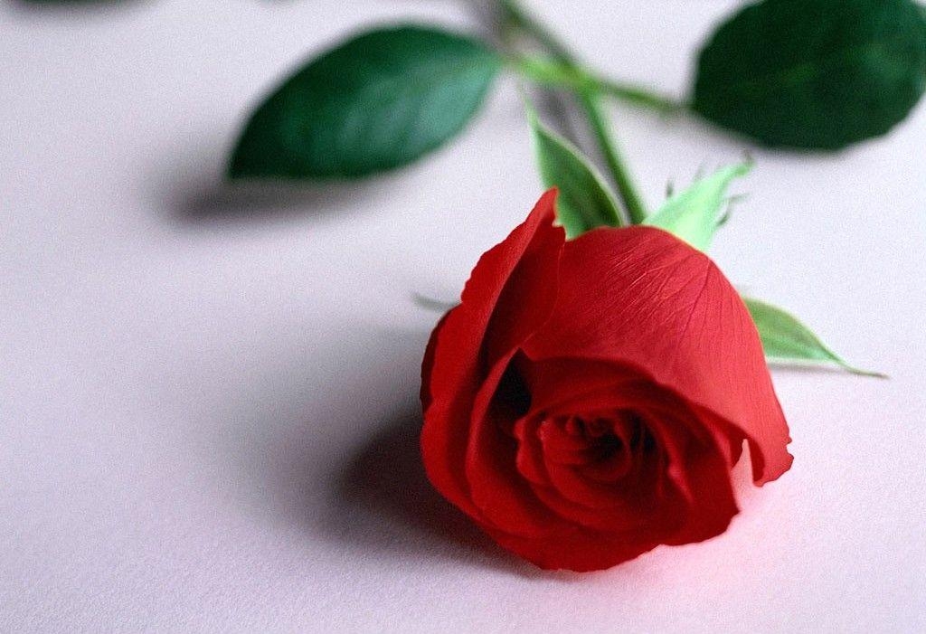 1030x710 Beautiful Rose Flowers Wallpaper For Desktop Background, Desktop