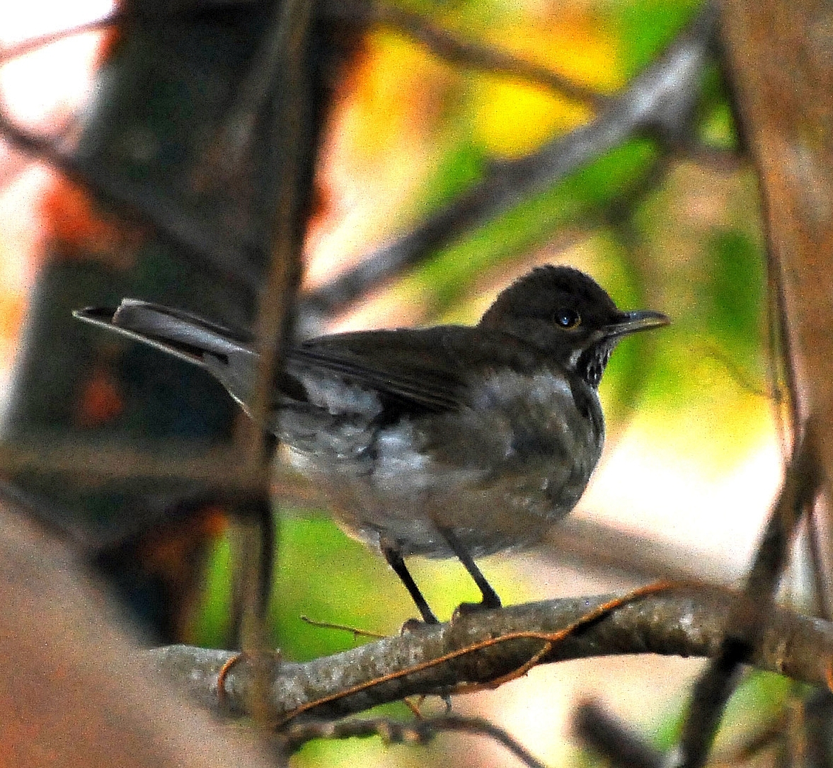 1180x1090 Turdus assimilis, Desktop