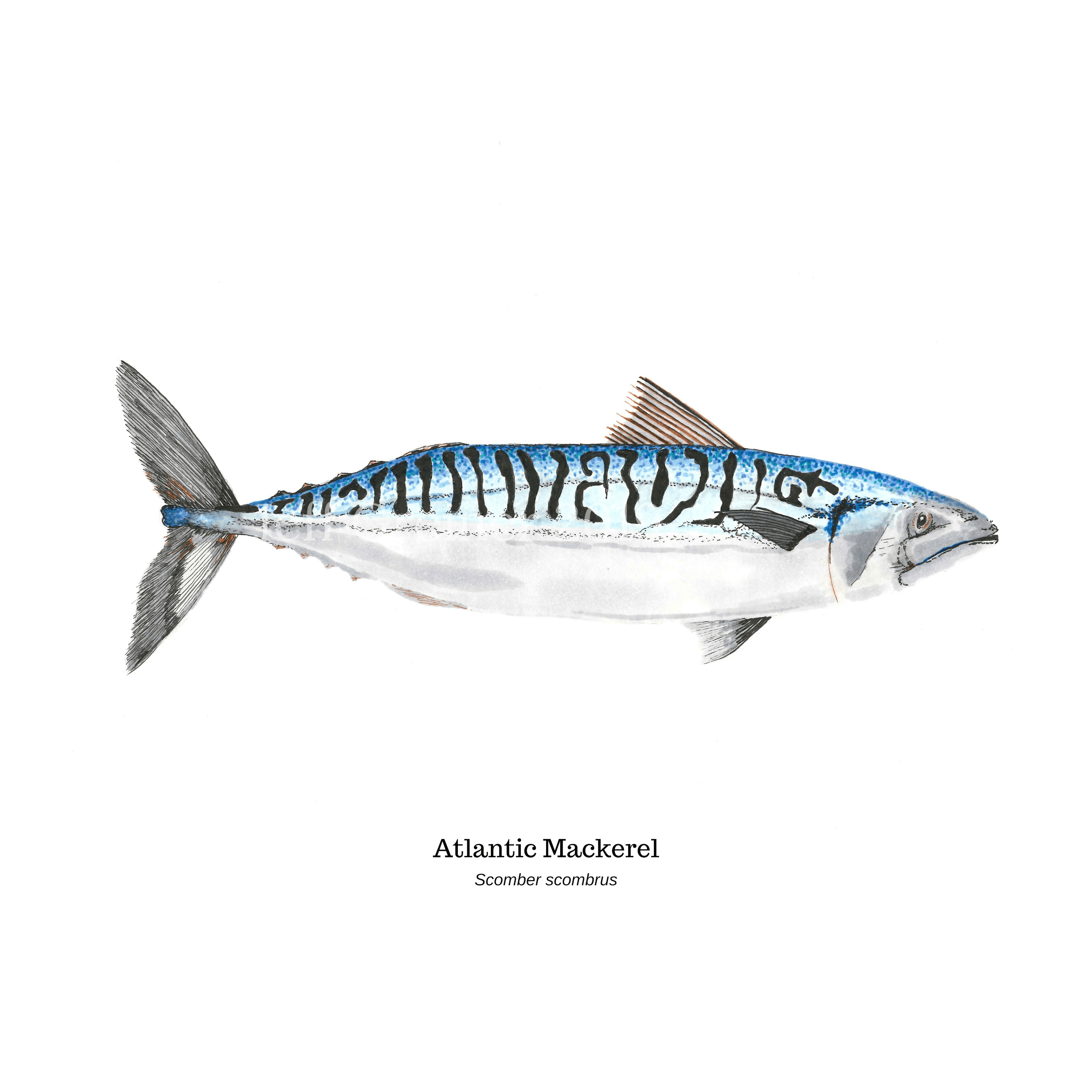 4000x4000 Atlantic Mackerel (Maine Game Fish Collection),, Phone