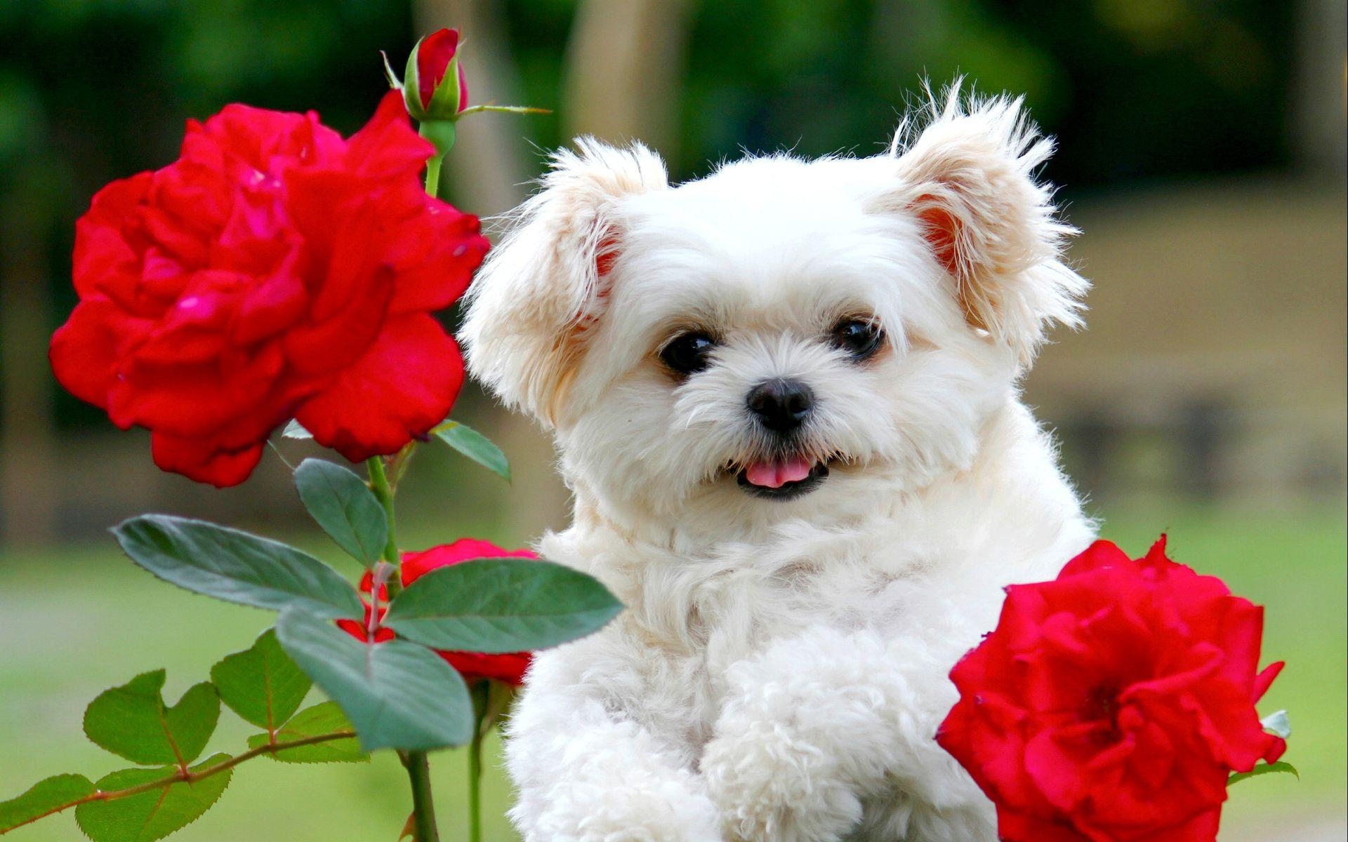 1920x1200 coffie. Cute Puppy Wallpaper. Download free 'Cute Puppy Wallpaper, Desktop