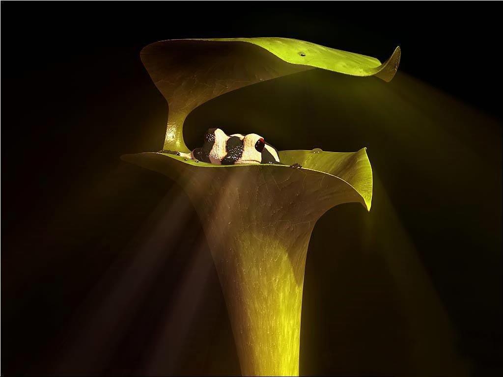 1030x770 Desktop Wallpaper · Gallery · Animals · Tropical tree frog. Free, Desktop
