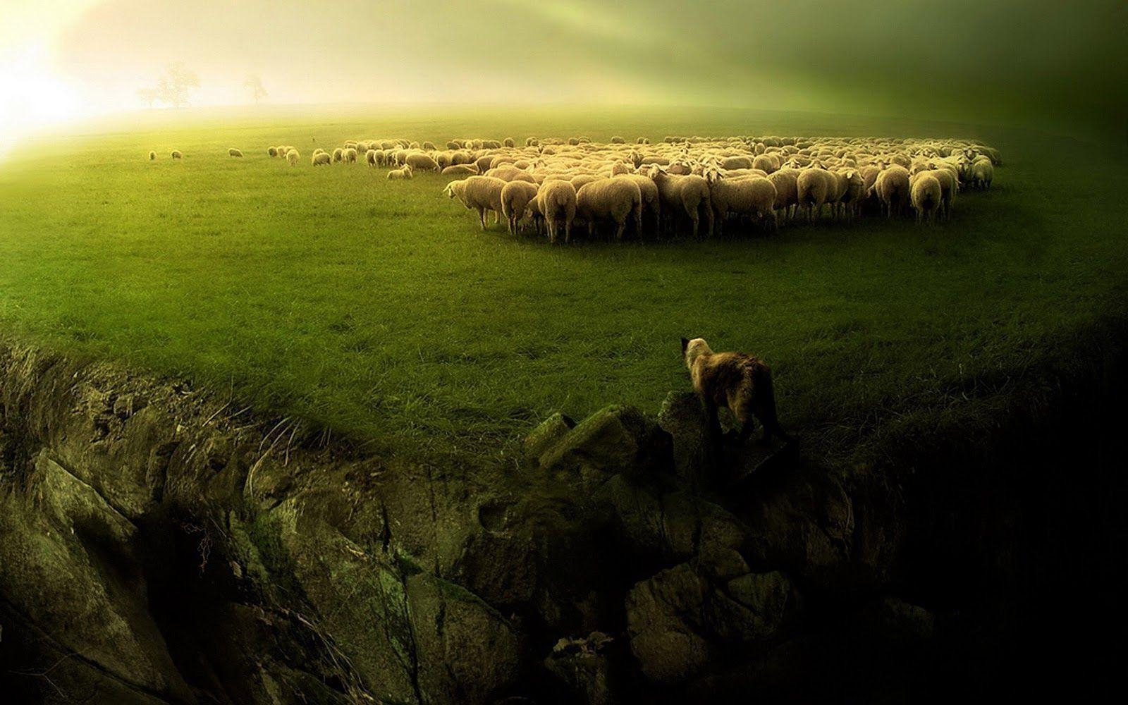 1600x1000 Sheep Wallpaper for Walls Outstanding 20 Fantastic HD Animal Herd, Desktop