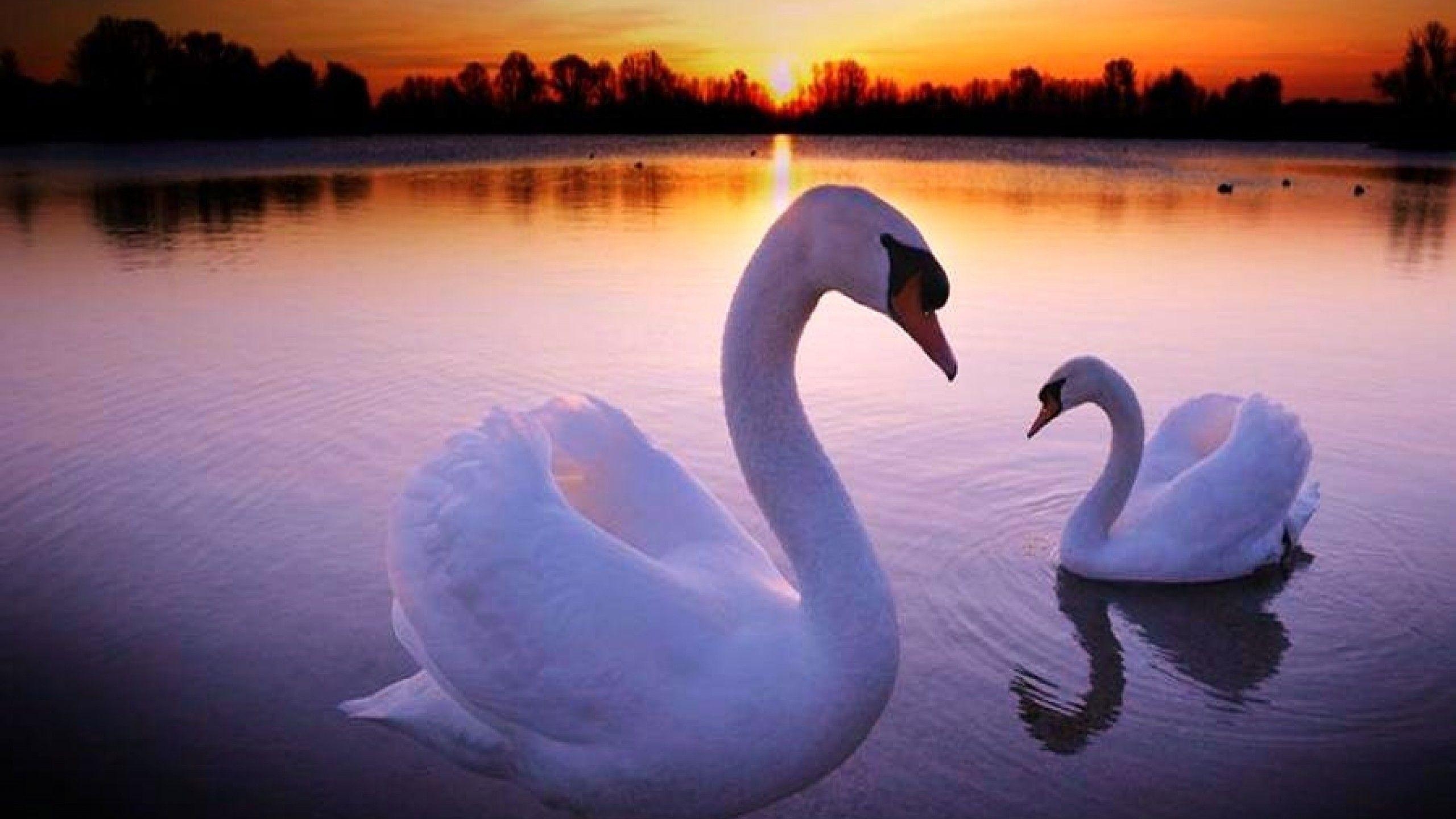 2560x1440 Best HD Swan Wallpaper, Desktop