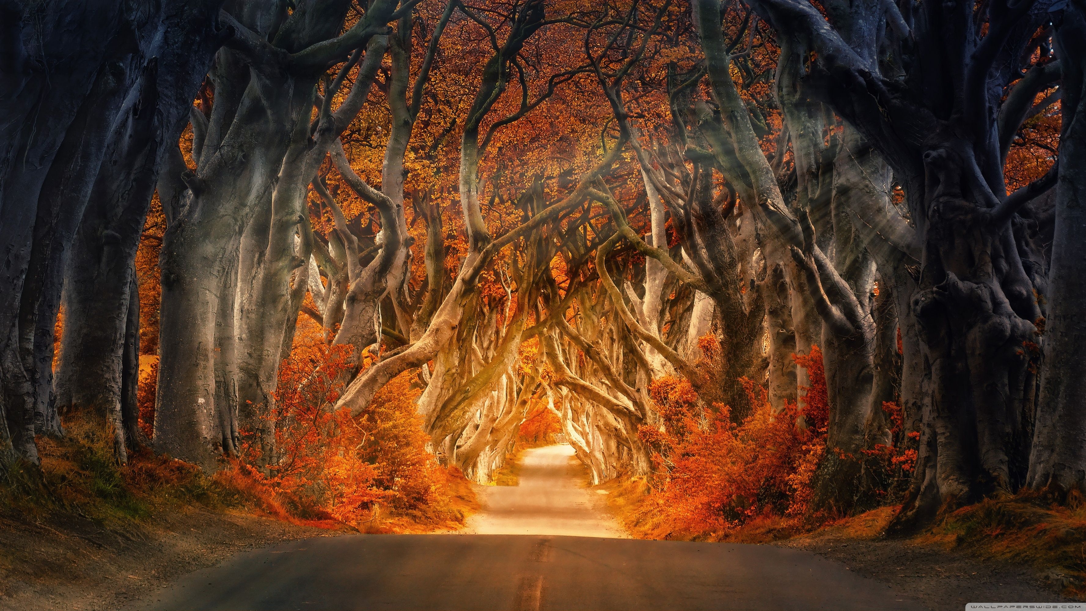 3560x2000 Autumn Aesthetic Ultra HD Desktop Background Wallpaper for 4K UHD TV, Widescreen & UltraWide Desktop & Laptop, Tablet, Desktop