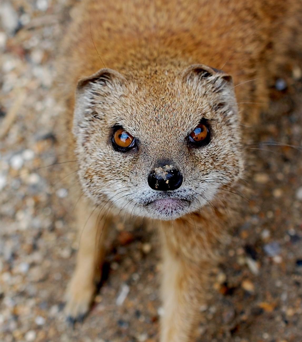 1150x1300 Mongoose Wallpaper High Quality, Phone