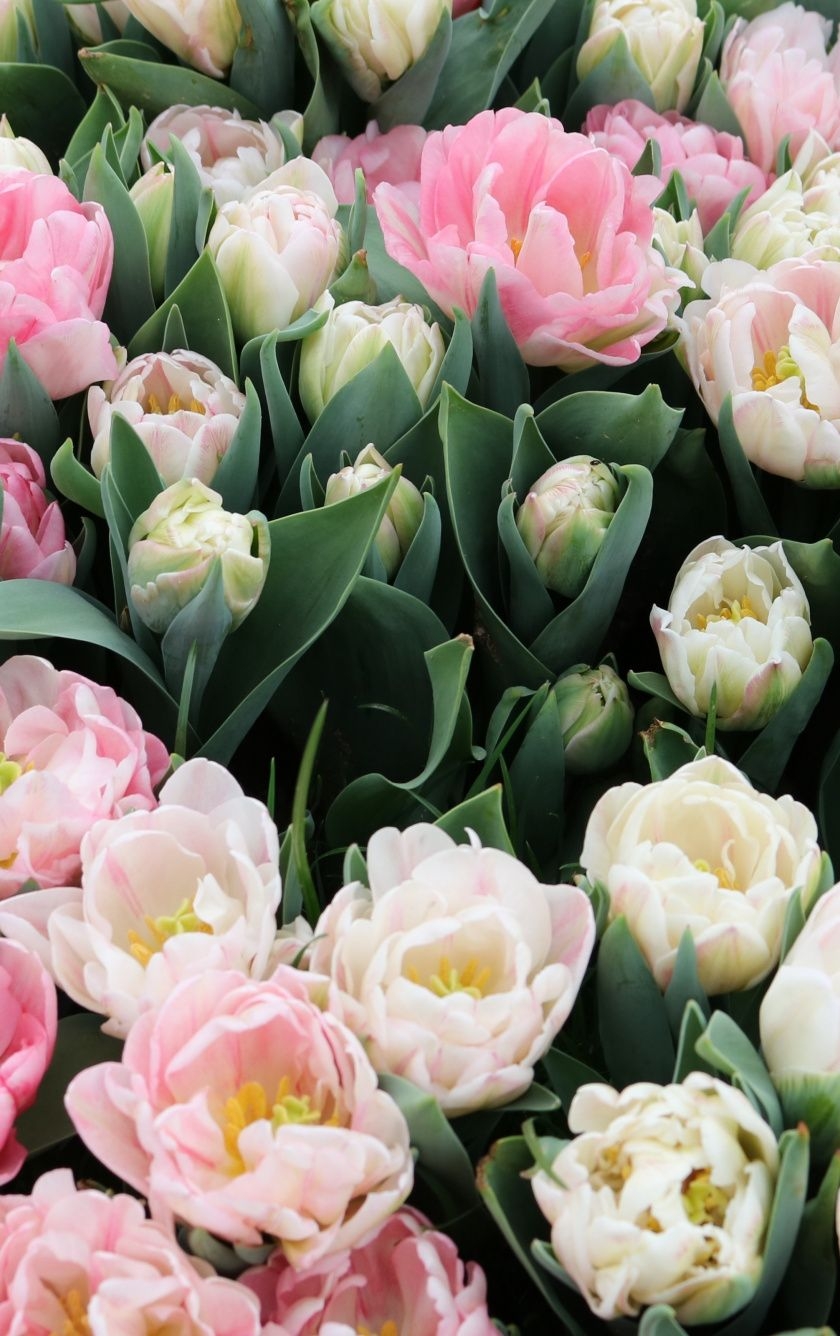 840x1340 Tulips, Fresh, White & Pink Flowers, Wallpaper X, Phone