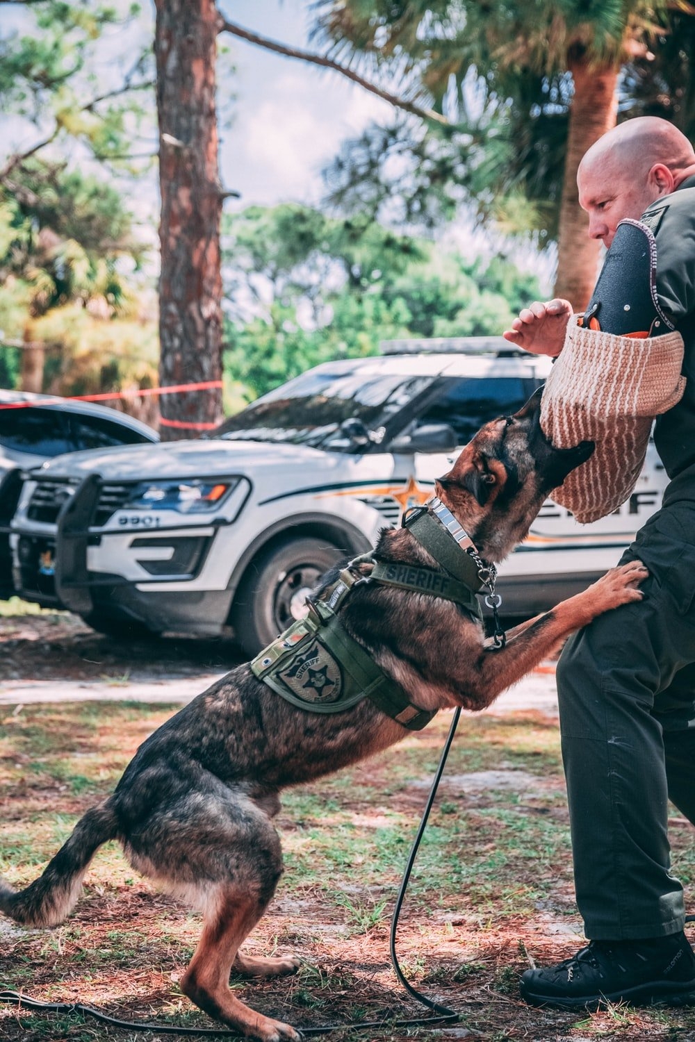 1000x1500 Police Dog Picture. Download Free Image, Phone