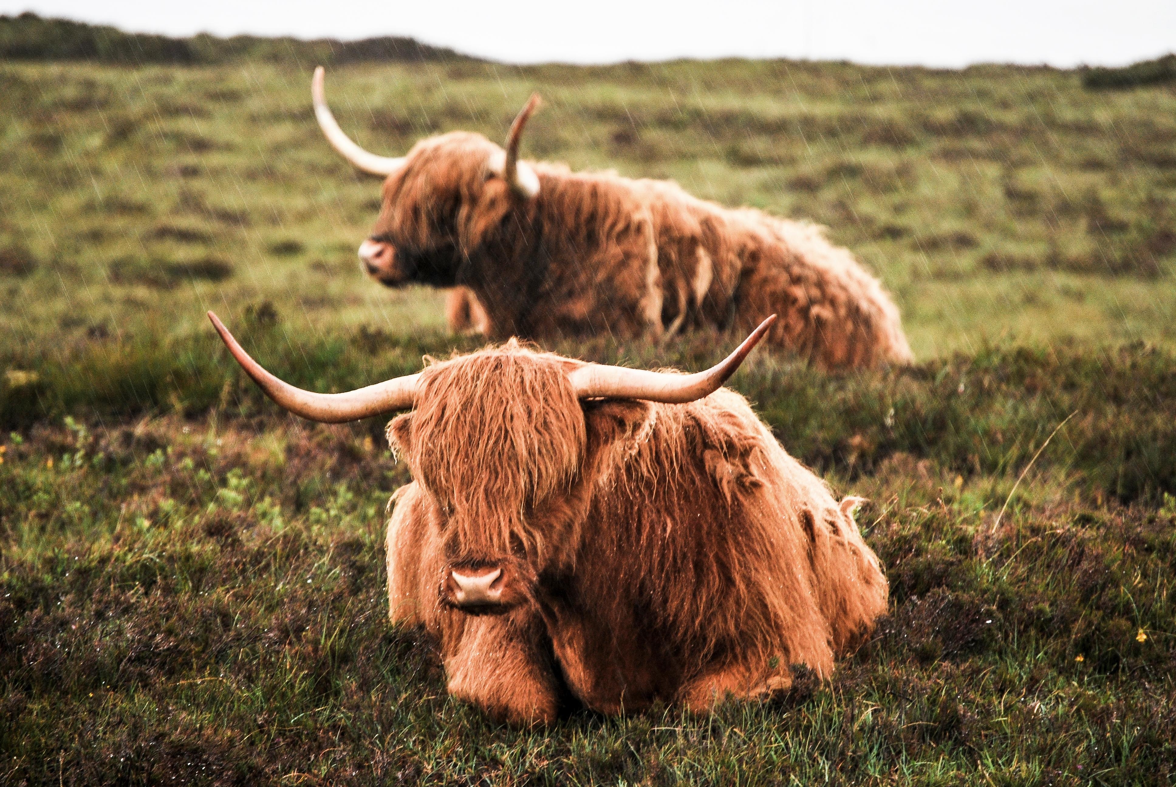 3880x2600 Highland Cattle 4k Ultra HD Wallpaper. Background Image, Desktop