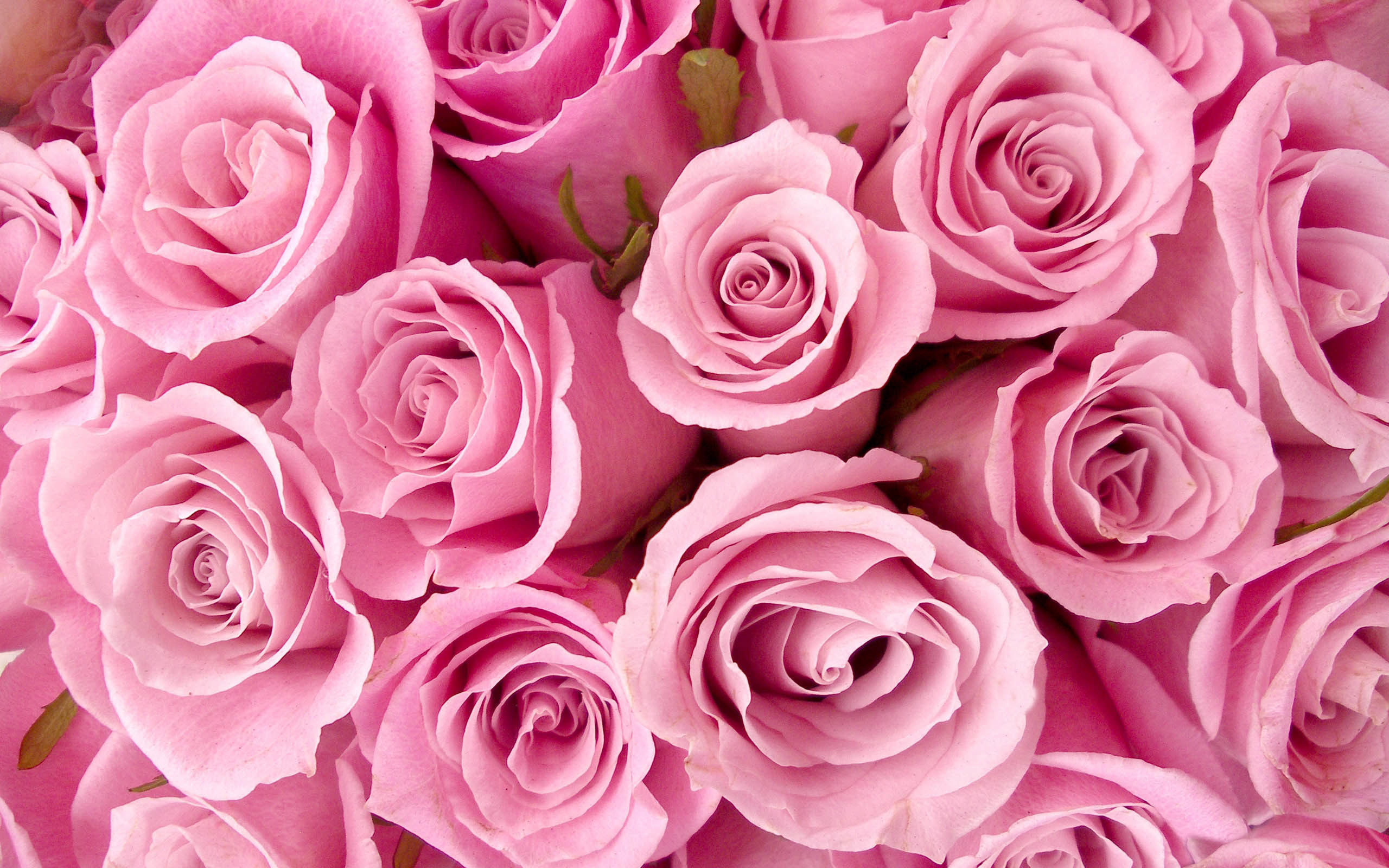 2560x1600 Wallpaper Pink Roses, Desktop