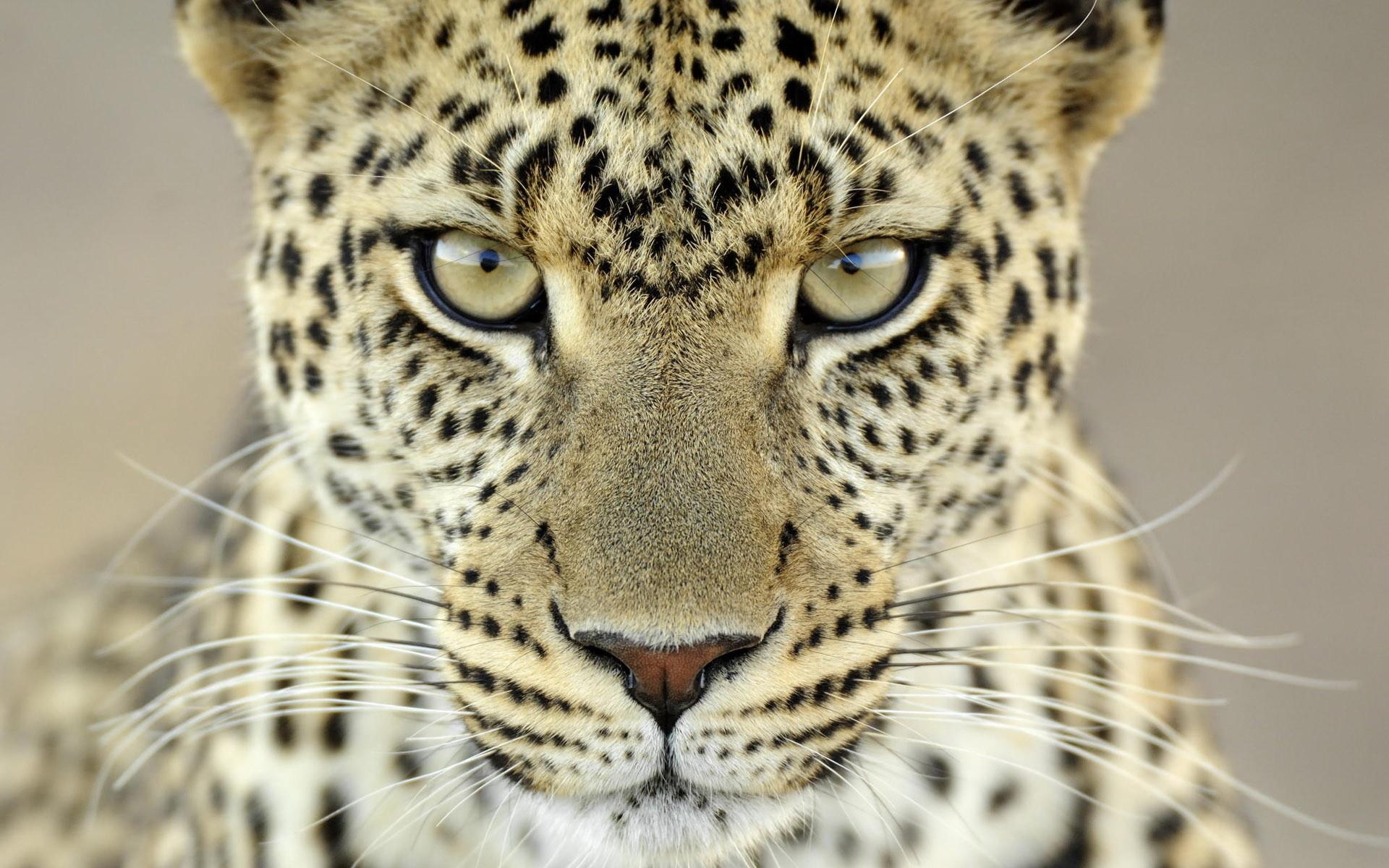 1920x1200 Leopard Wallpaper, Desktop