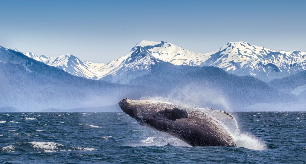 1300x700 Glacier Bay National Park, Desktop