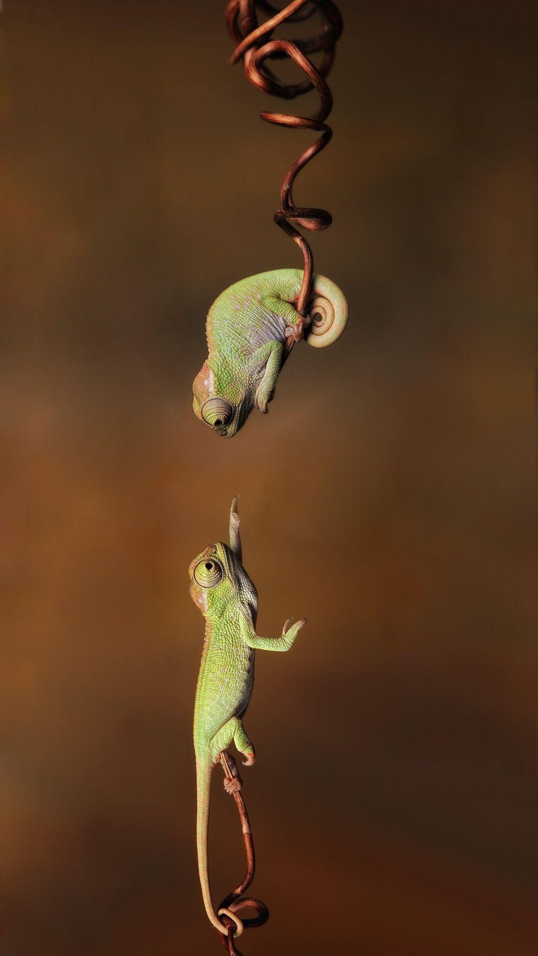 1080x1920 Cute Chameleon iPhone Wallpaper. iPhoneWallpaper, Phone