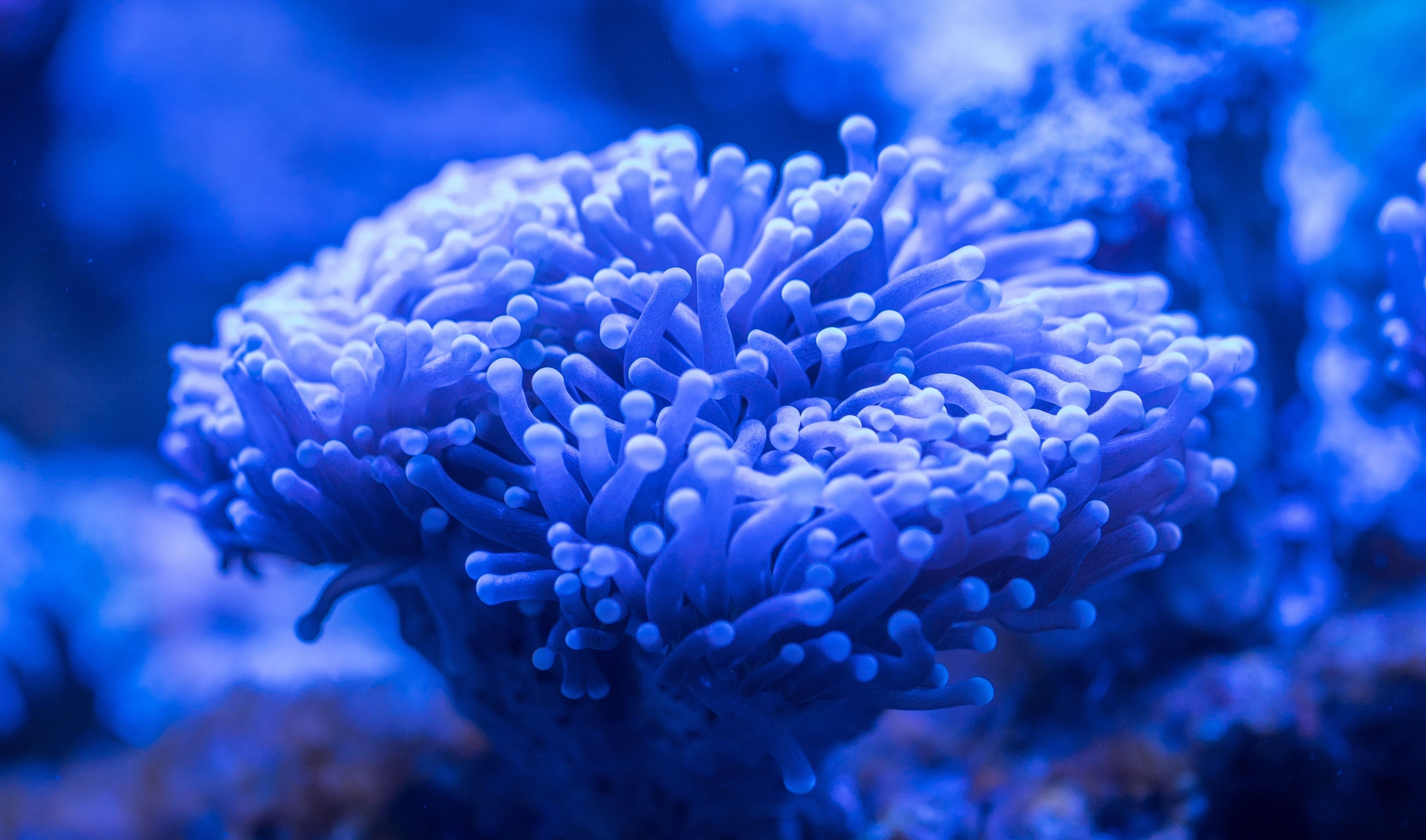 3840x2270 Download 3840x2400 wallpaper blue coral, plants, underwater, 4k, ultra HD 16: widescreen, 3840x2400 HD image, background, 3730, Desktop