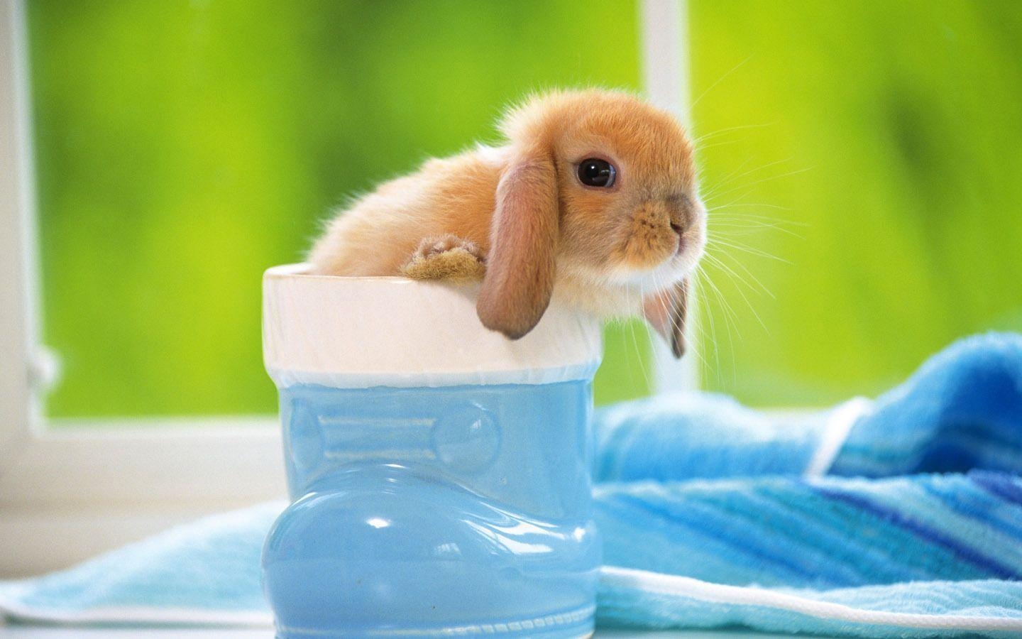 1440x900 Cute Baby Bunny, Cute Wallpaper, Desktop