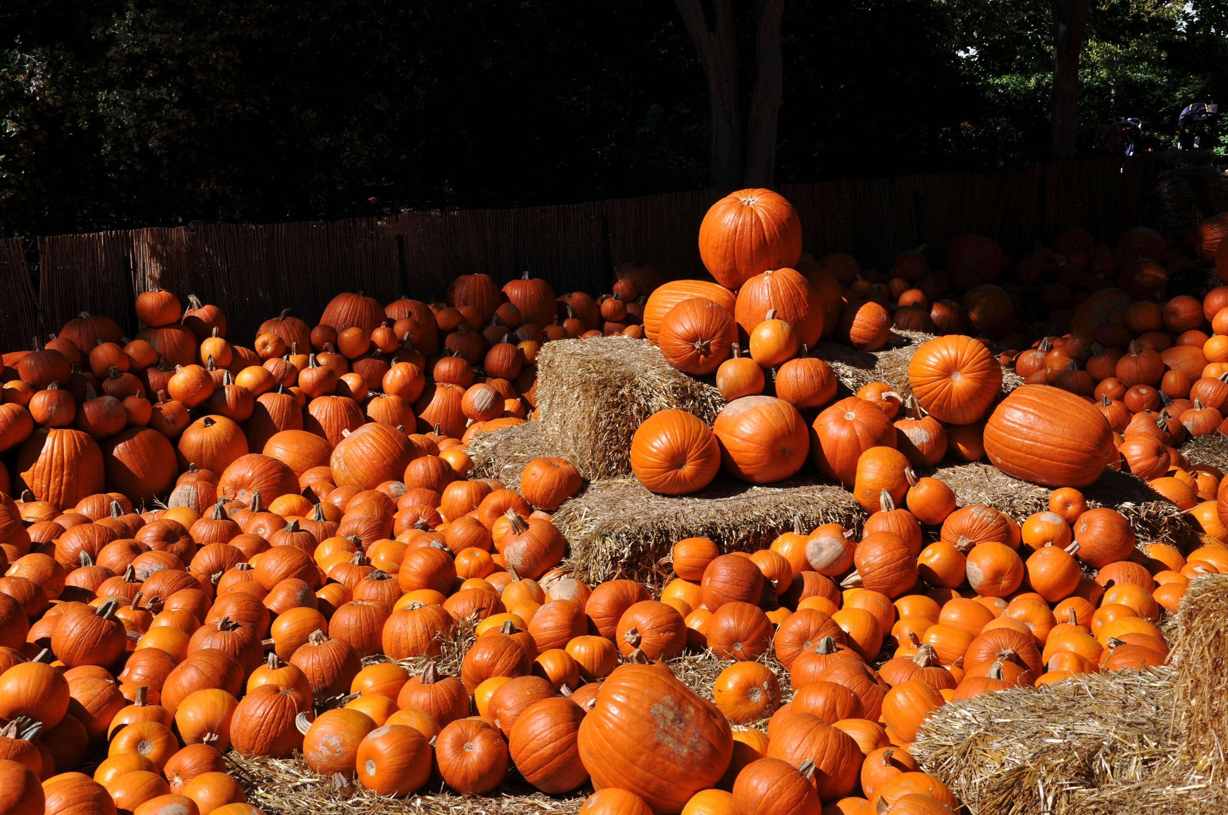 4290x2850 Pumpkin patch halloween autumn wallpaperx2848, Desktop