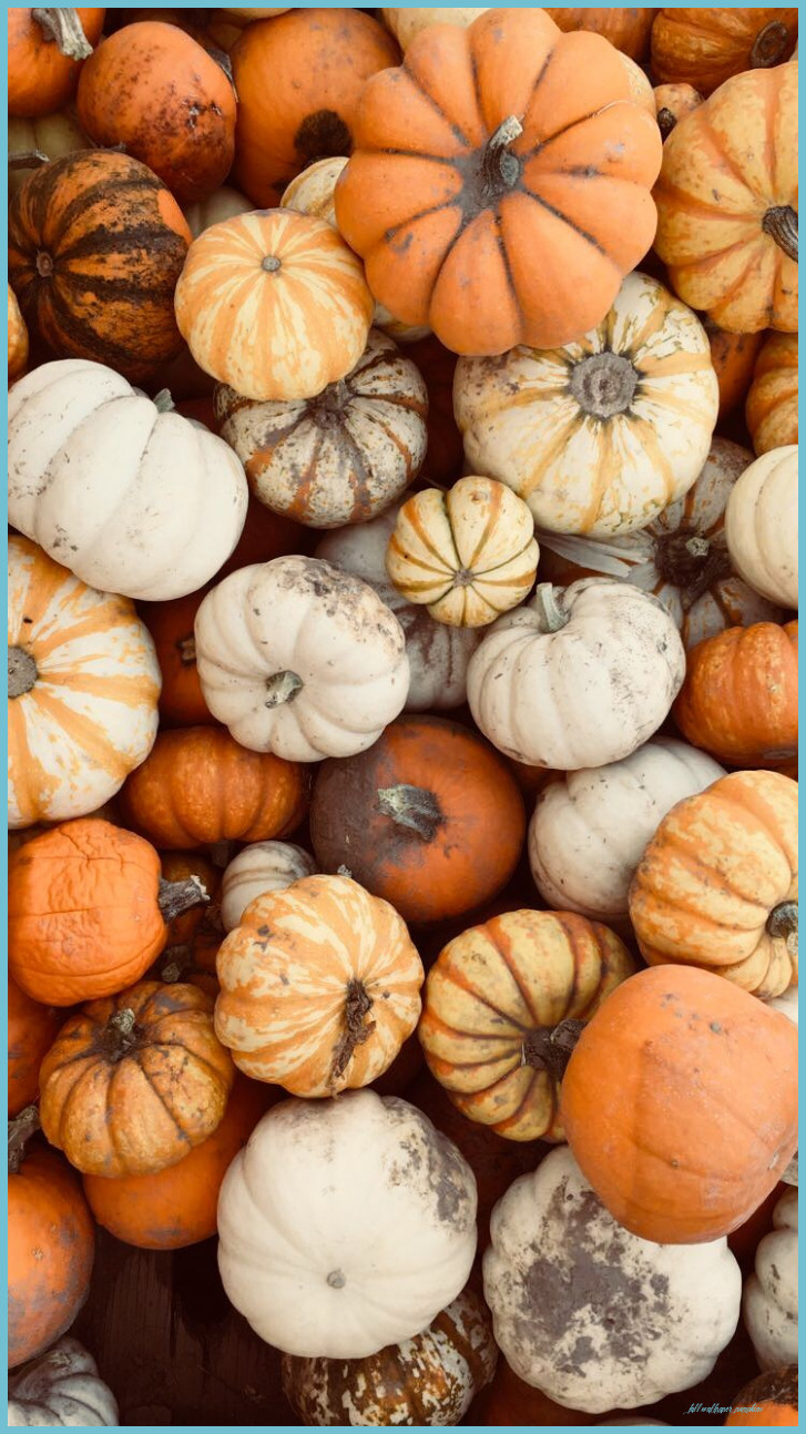 730x1300 кяαzуωнιтєgυяℓ♛ Pumpkin Wallpaper, iPhone Wallpaper Fall, Fall Wallpaper Pumpkins, Phone