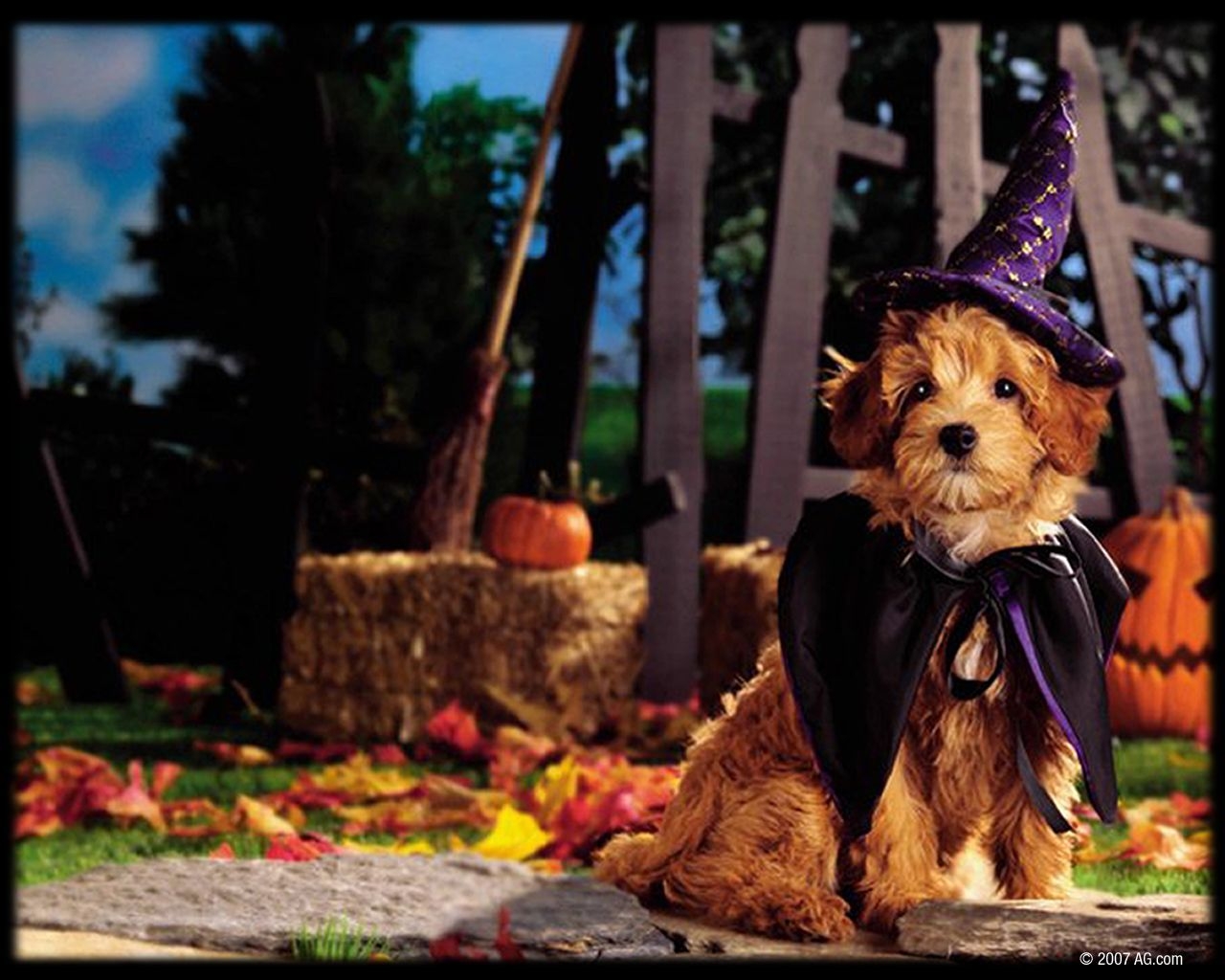 1280x1030 Movies for halloween Funny, Scary & Artistic Halloween Wallpaper. Dog halloween, Halloween puppy, Animal lover, Desktop