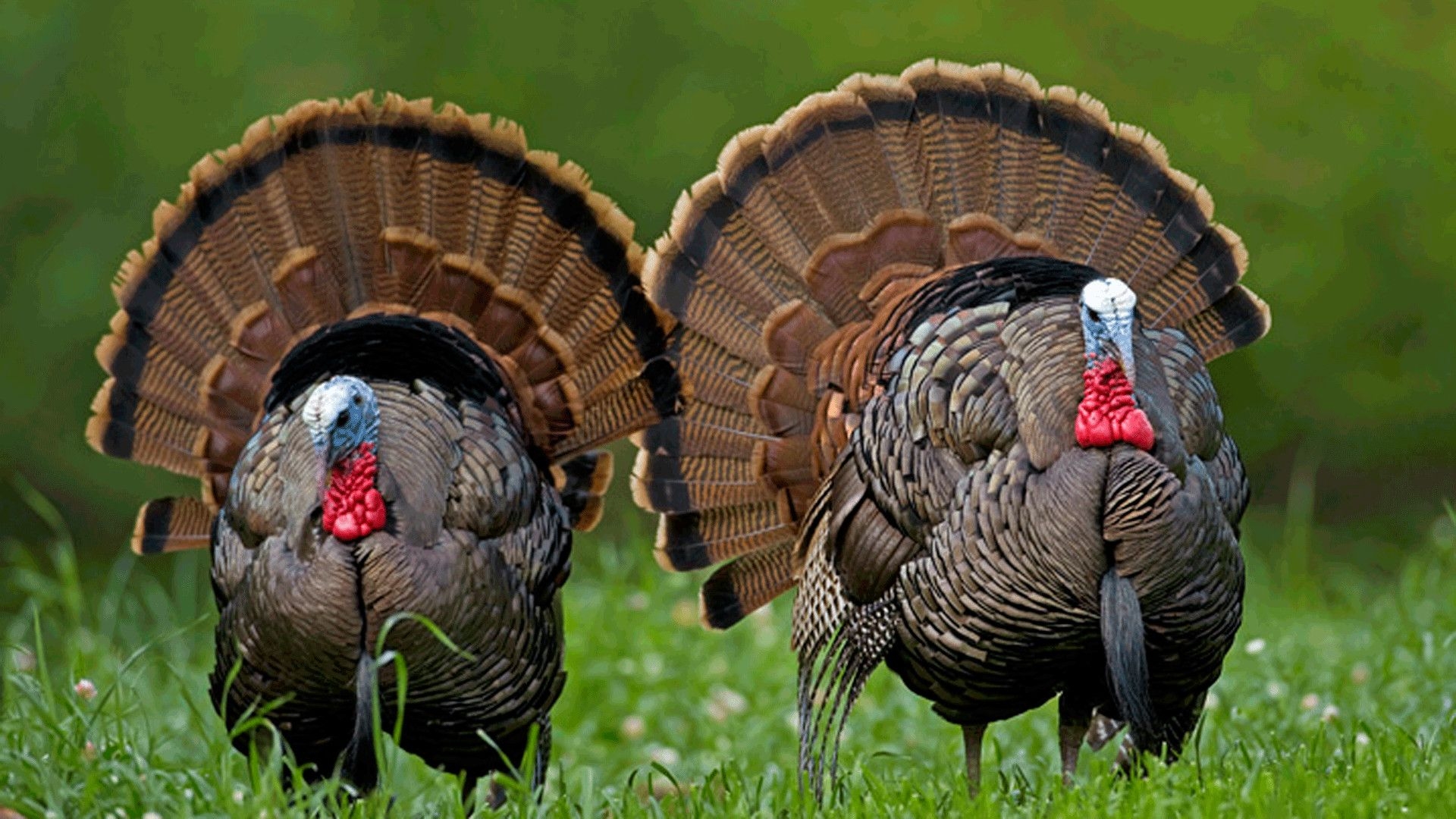 1920x1080 turkey wallpaper, wild turkey, domesticated turkey, turkey, bird, galliformes, Desktop