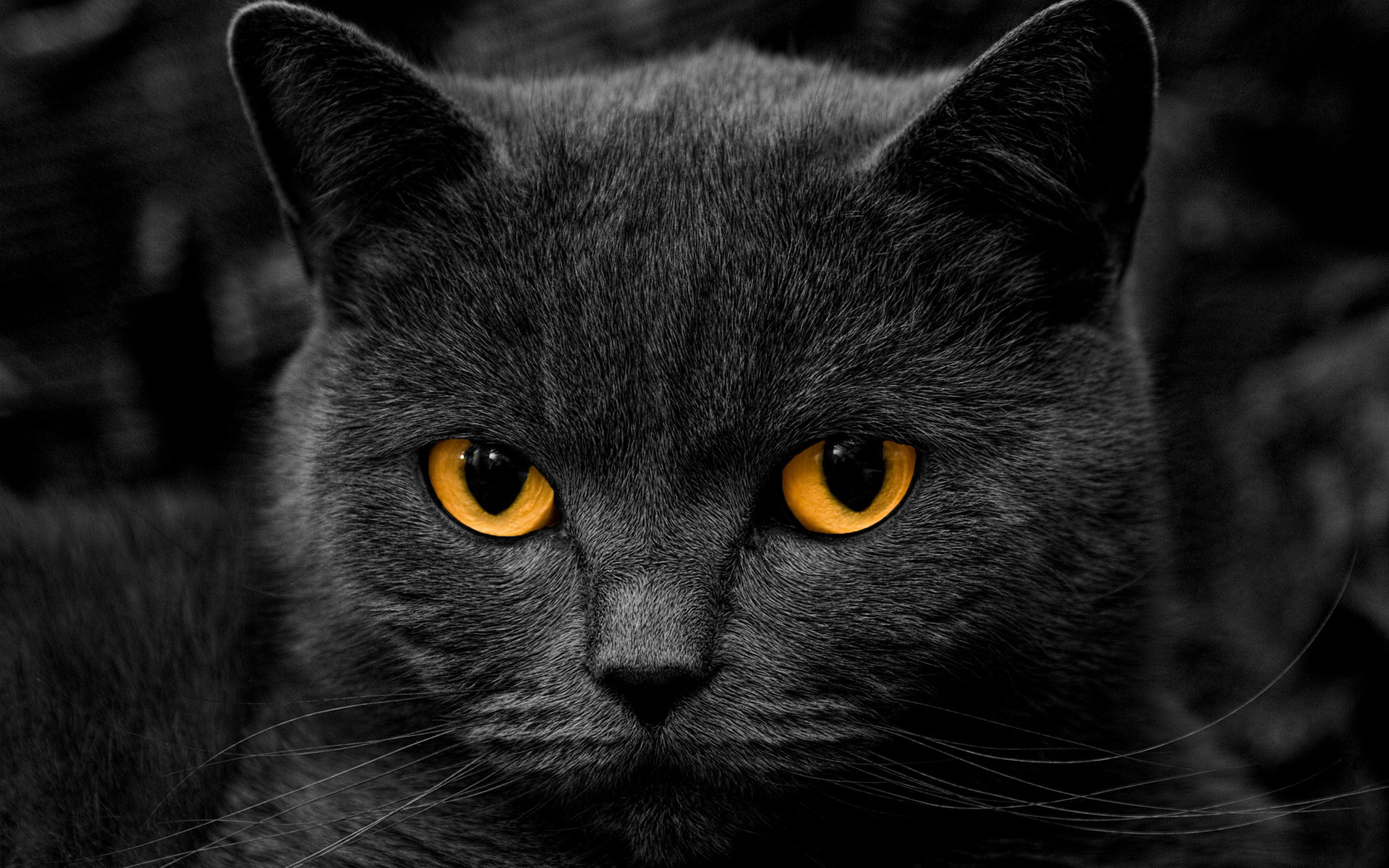 1920x1200 Stunning Black Cat wallpaperx1200, Desktop