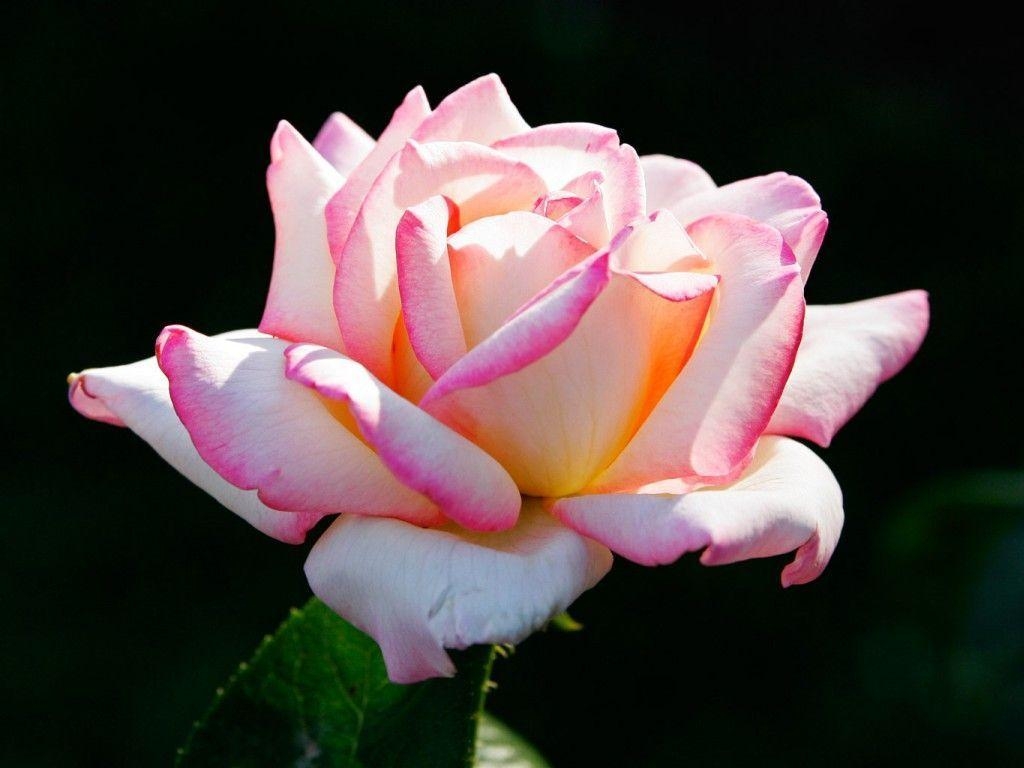 1030x770 Pink Rose Wallpaper Wallpaper. Mobile Software. Mobile, Desktop