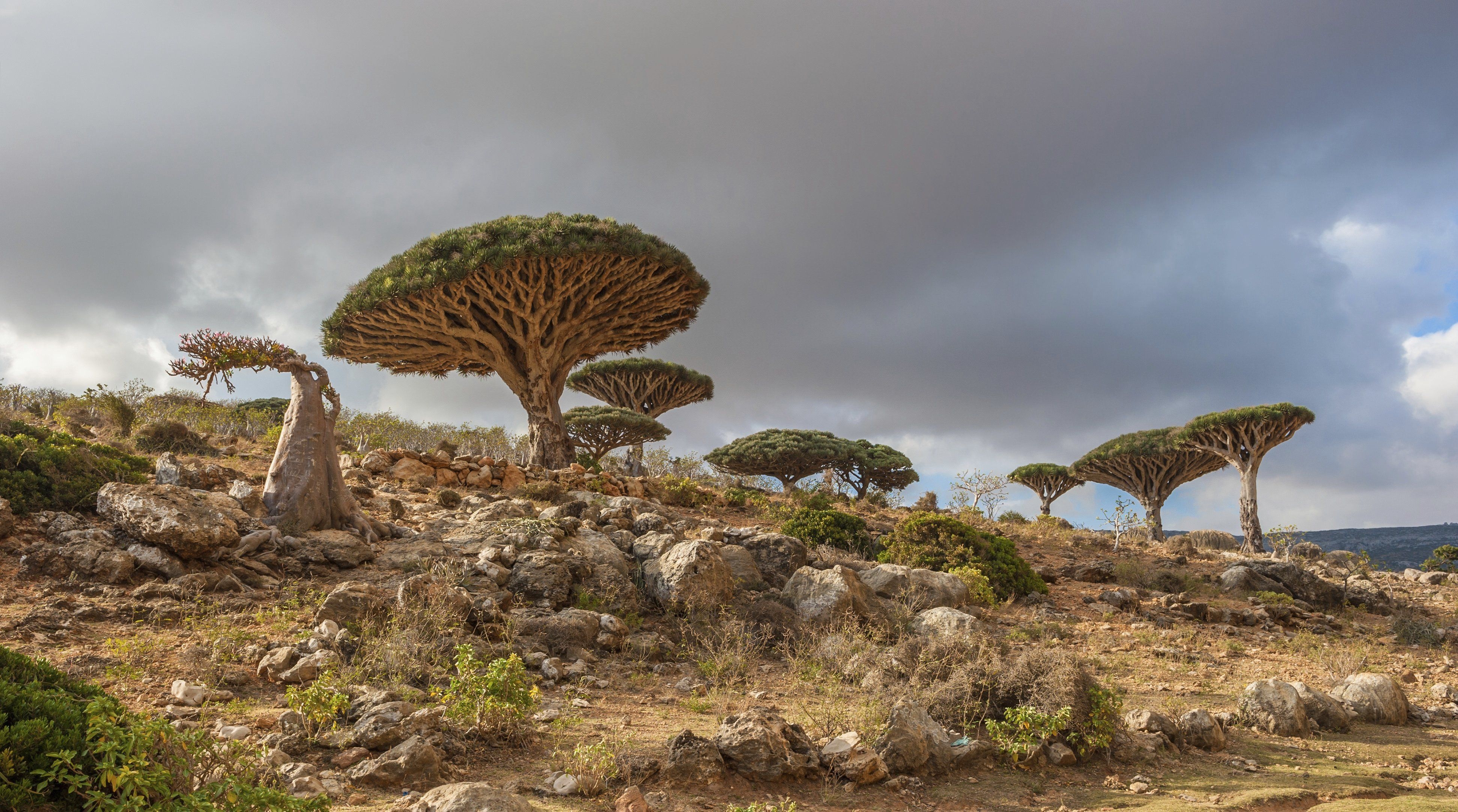 3890x2170 Tree Dracaena cinnabari the island of Socotra Yemen wallpaper, Desktop