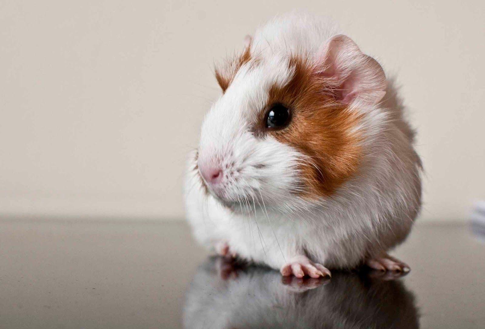 1600x1090 Guinea Pig HD Wallpaper Background Wallpaper 635×487 Picture Of, Desktop